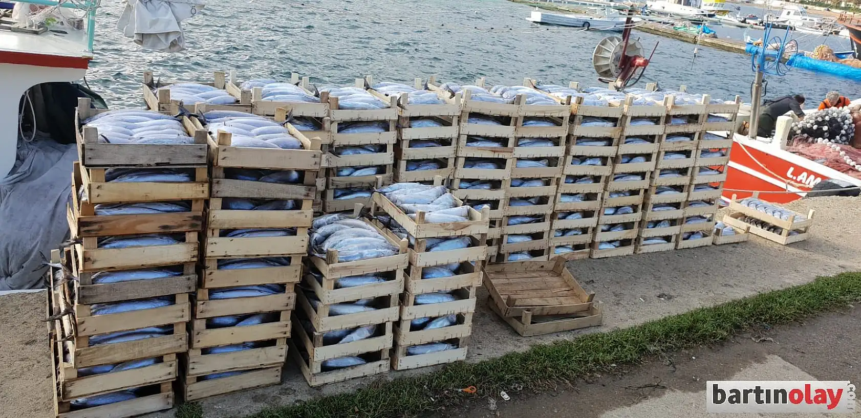 Amasra'da palamut bereketi