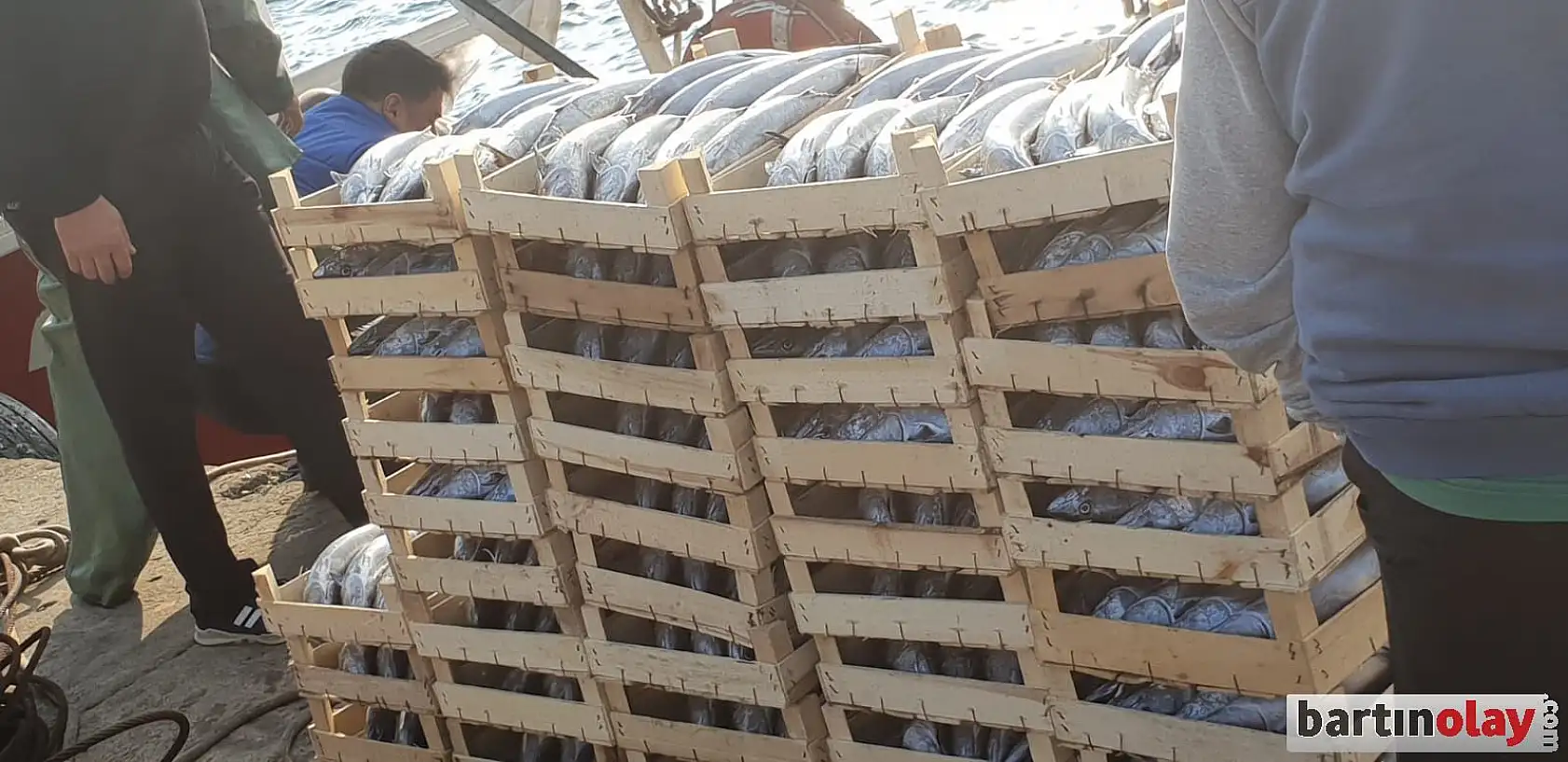 Amasra'da palamut bereketi