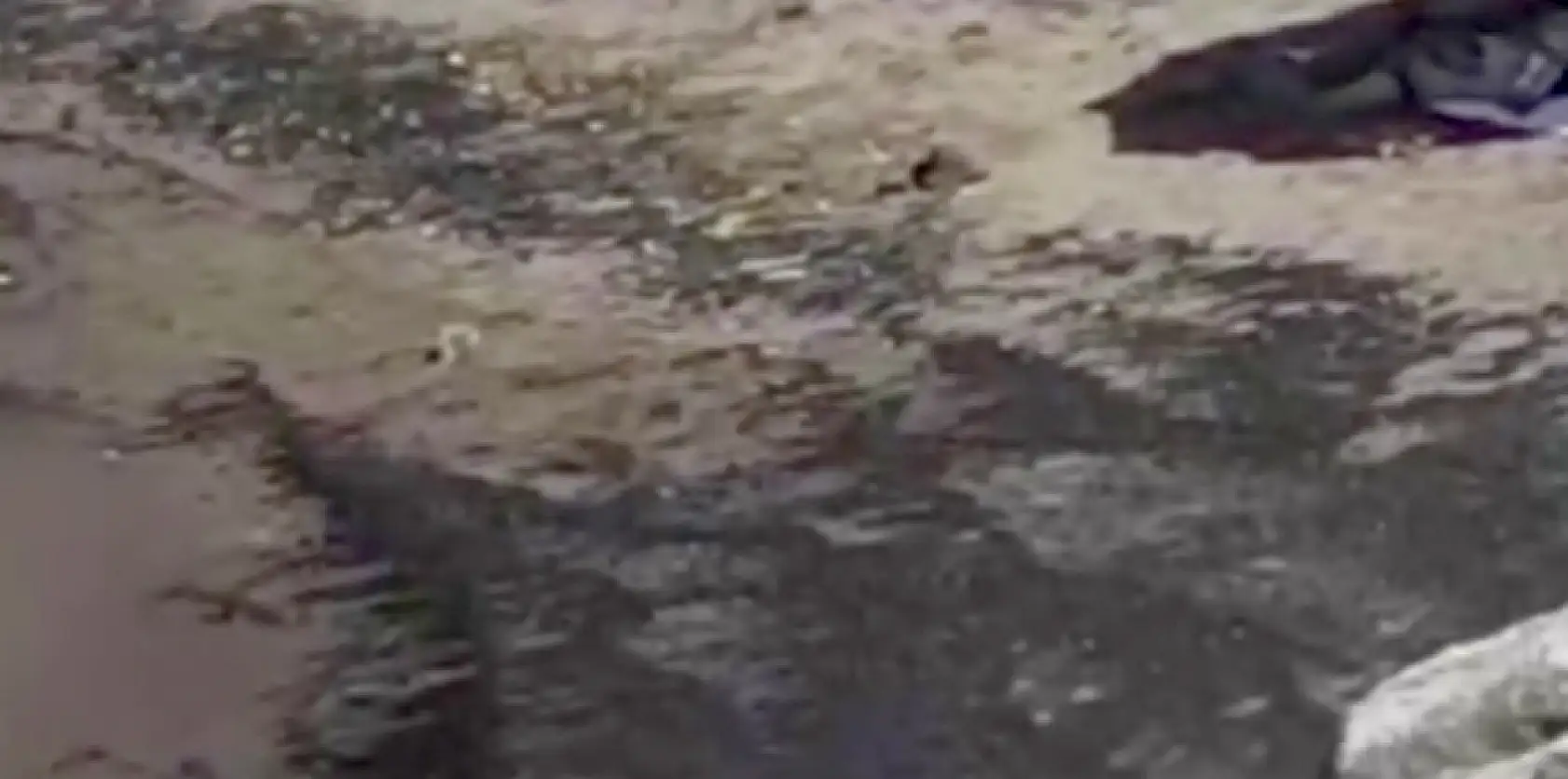 Plajda tatsız görüntü