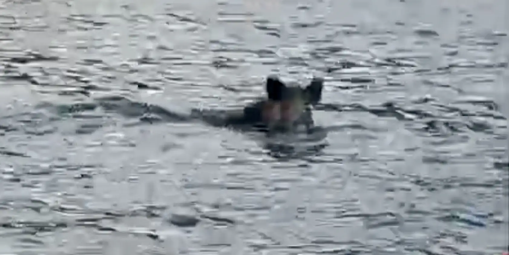 Denizde balıkçıyı şaşırtan görüntü