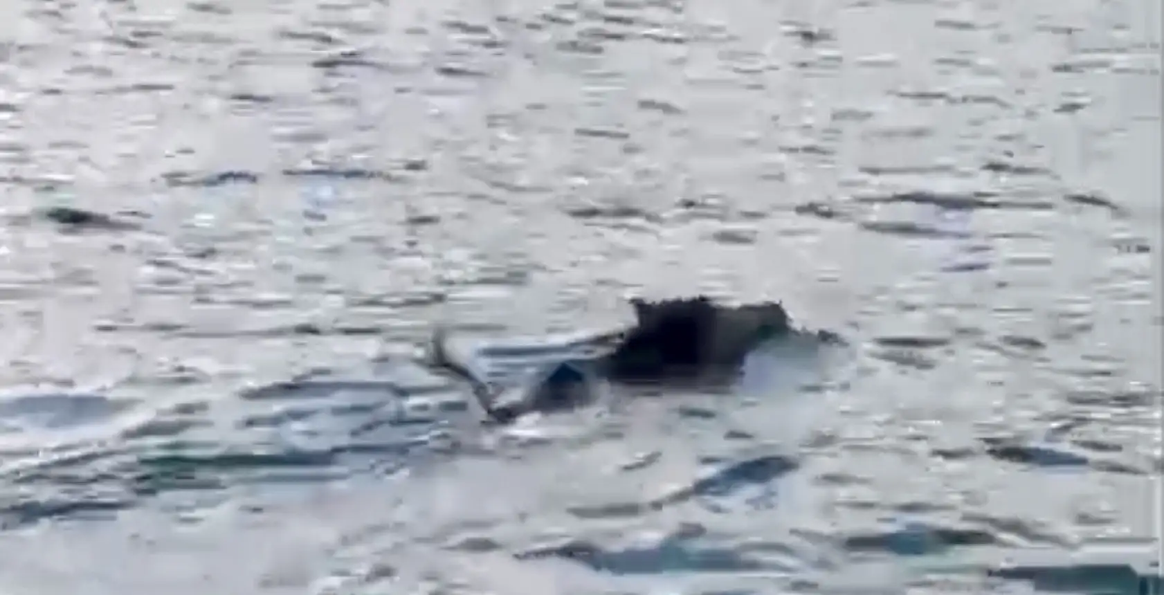 Denizde balıkçıyı şaşırtan görüntü