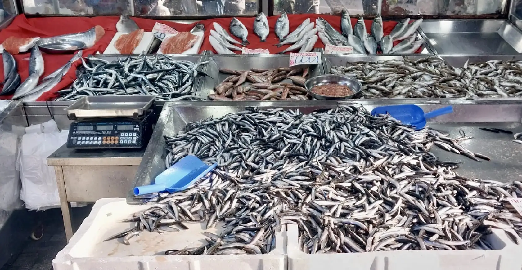 Denizden balık fışkırıyor