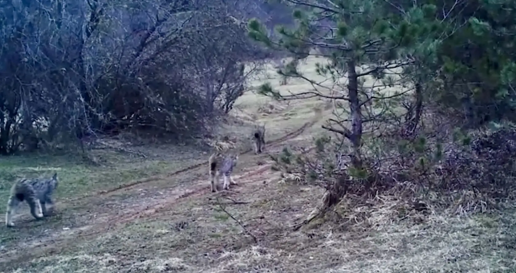 Fotokapana yansıyan yabaniler