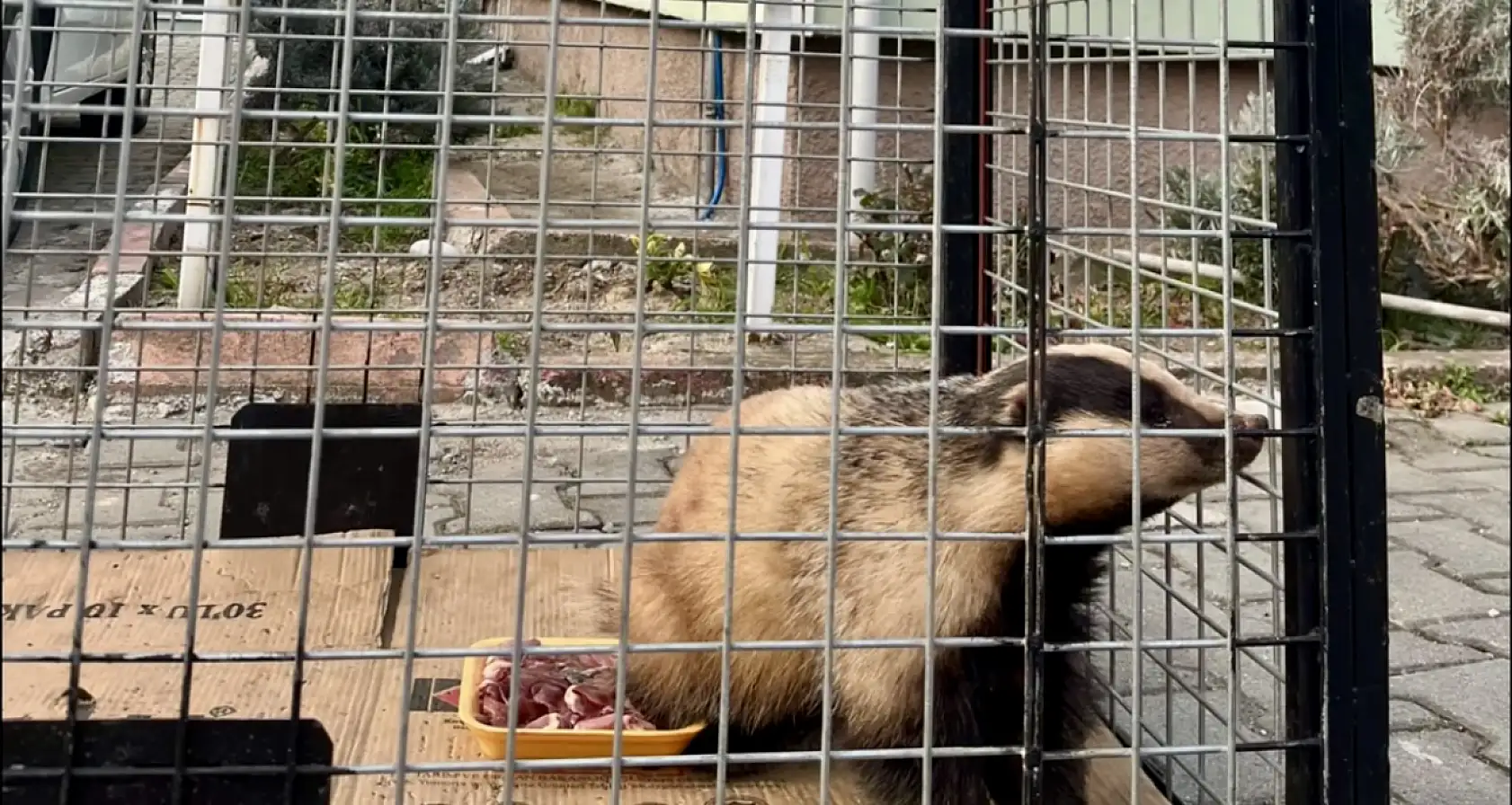 Domuz tuzağına yakalandı