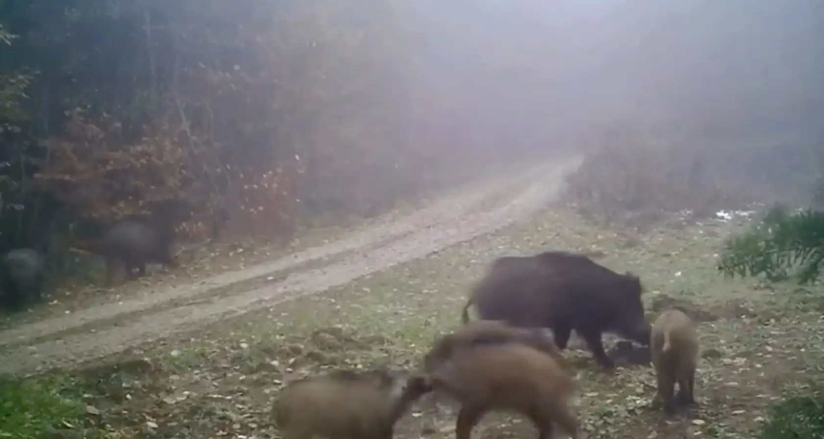 Fotokapana yansıyan yabaniler