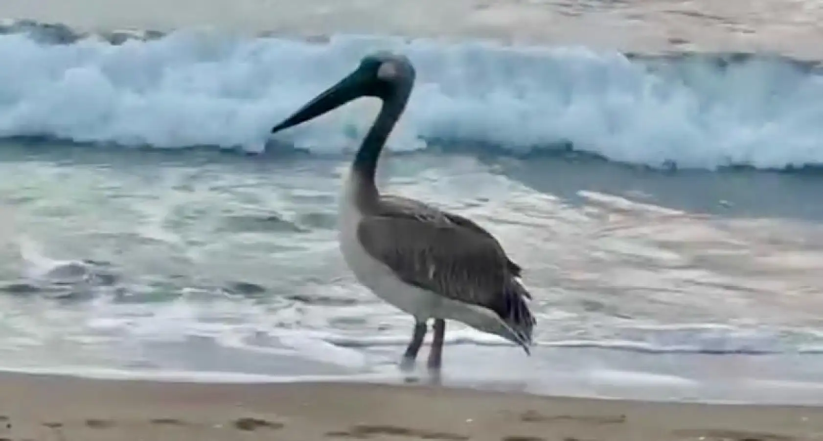 İnkumu sahilinde şaşırtan misafir