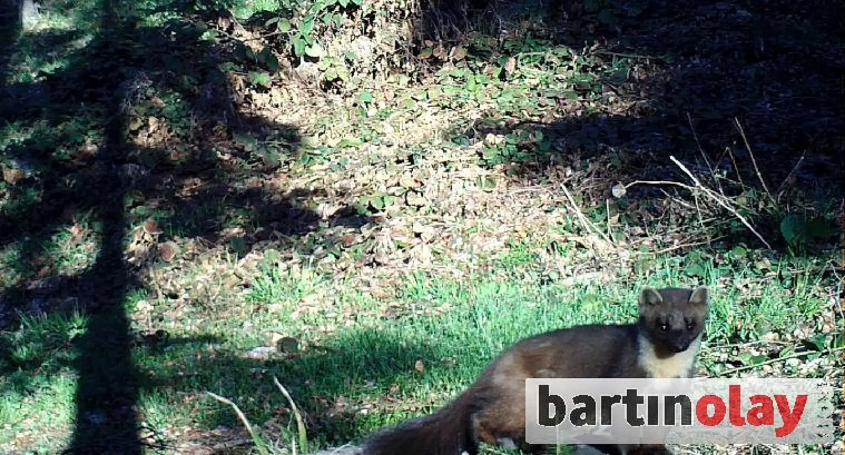 Ağaç sansarı Bartın'da ilk kez görüntülendi