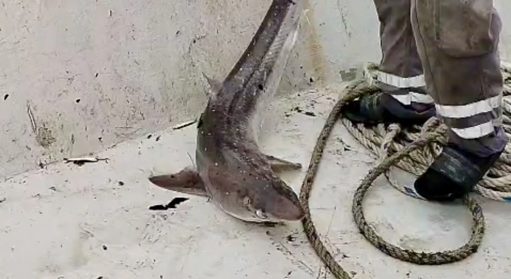 Bartın'da yine köpek balığı