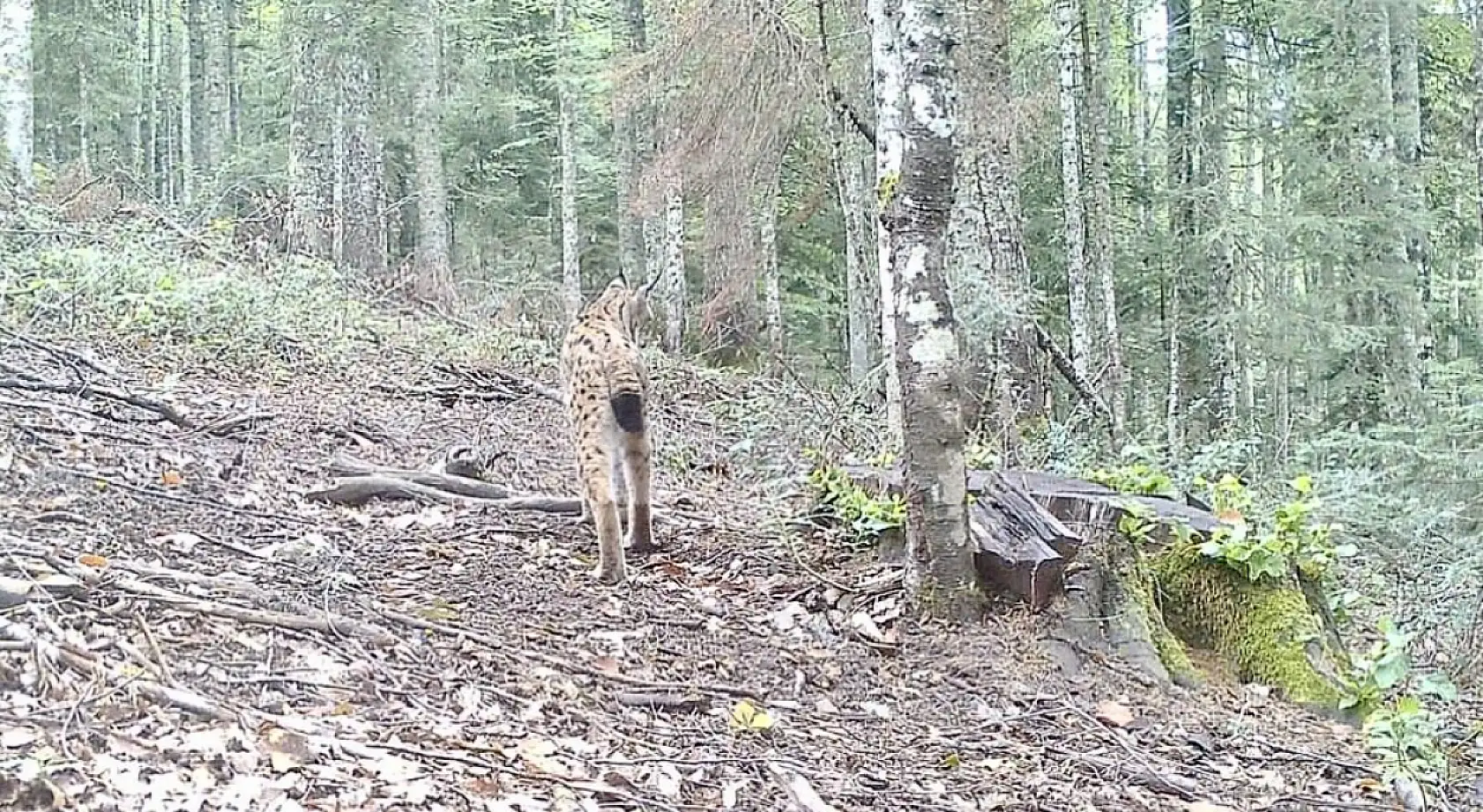 Bartın'da ilk defa götüntülendi