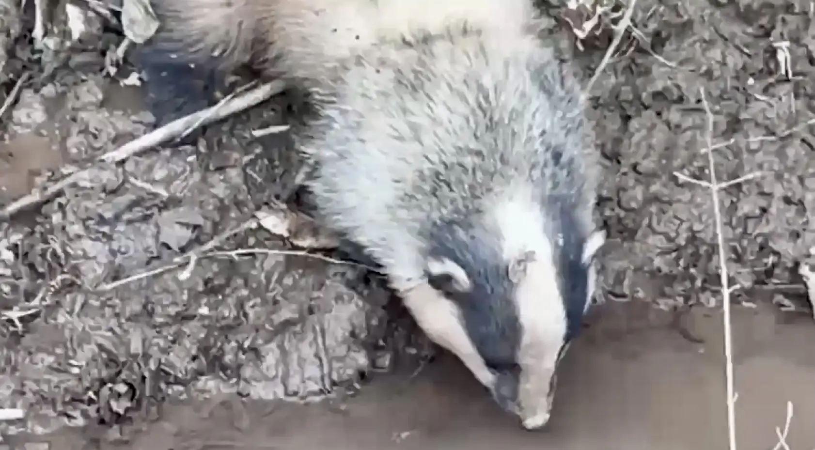 Domuz tuzağına yakalandı