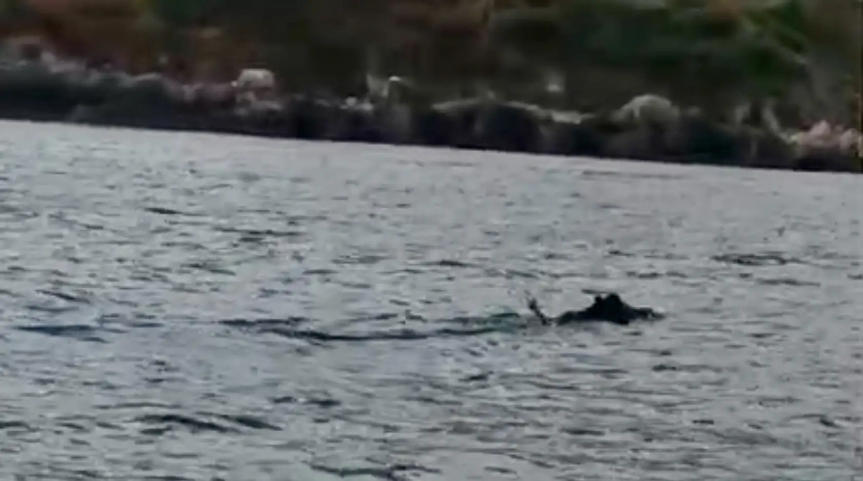 Denizde balıkçıyı şaşırtan görüntü