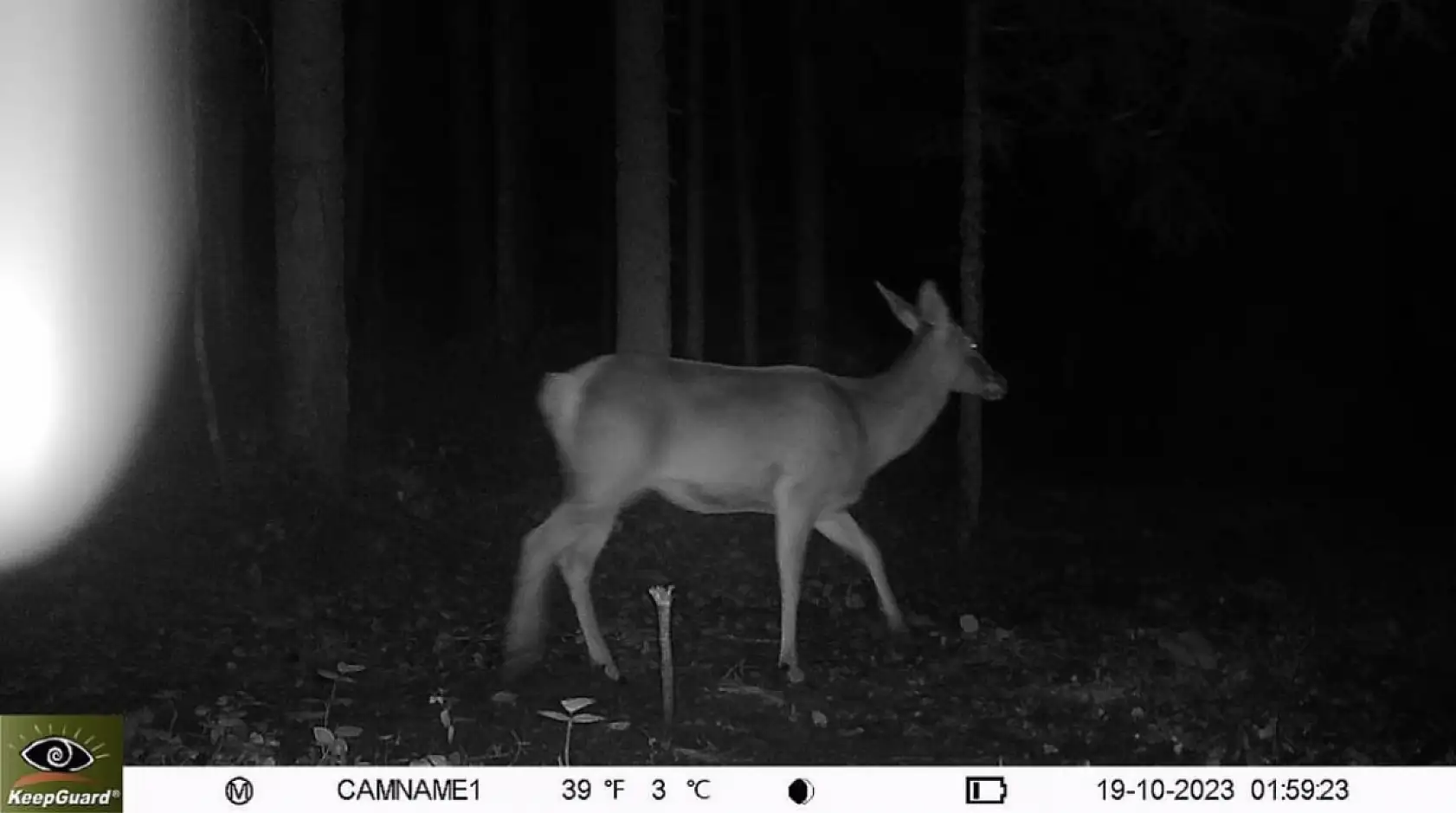 Bartın'da ilk defa götüntülendi