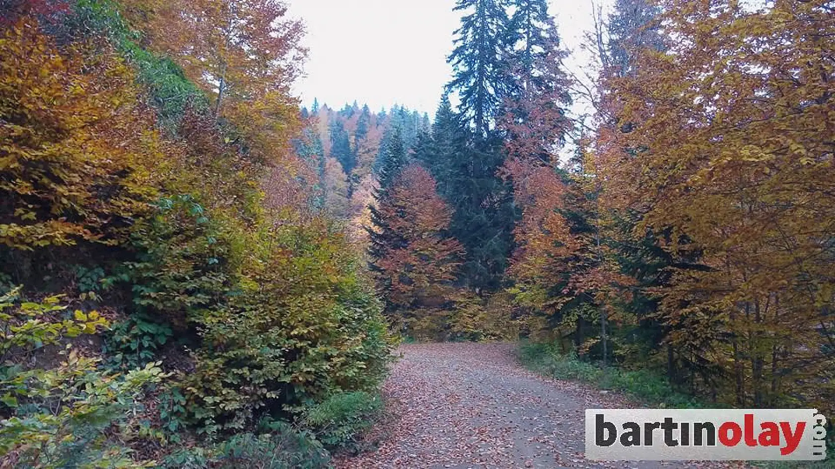 Bartın yaylalarında renk cümbüşü 
