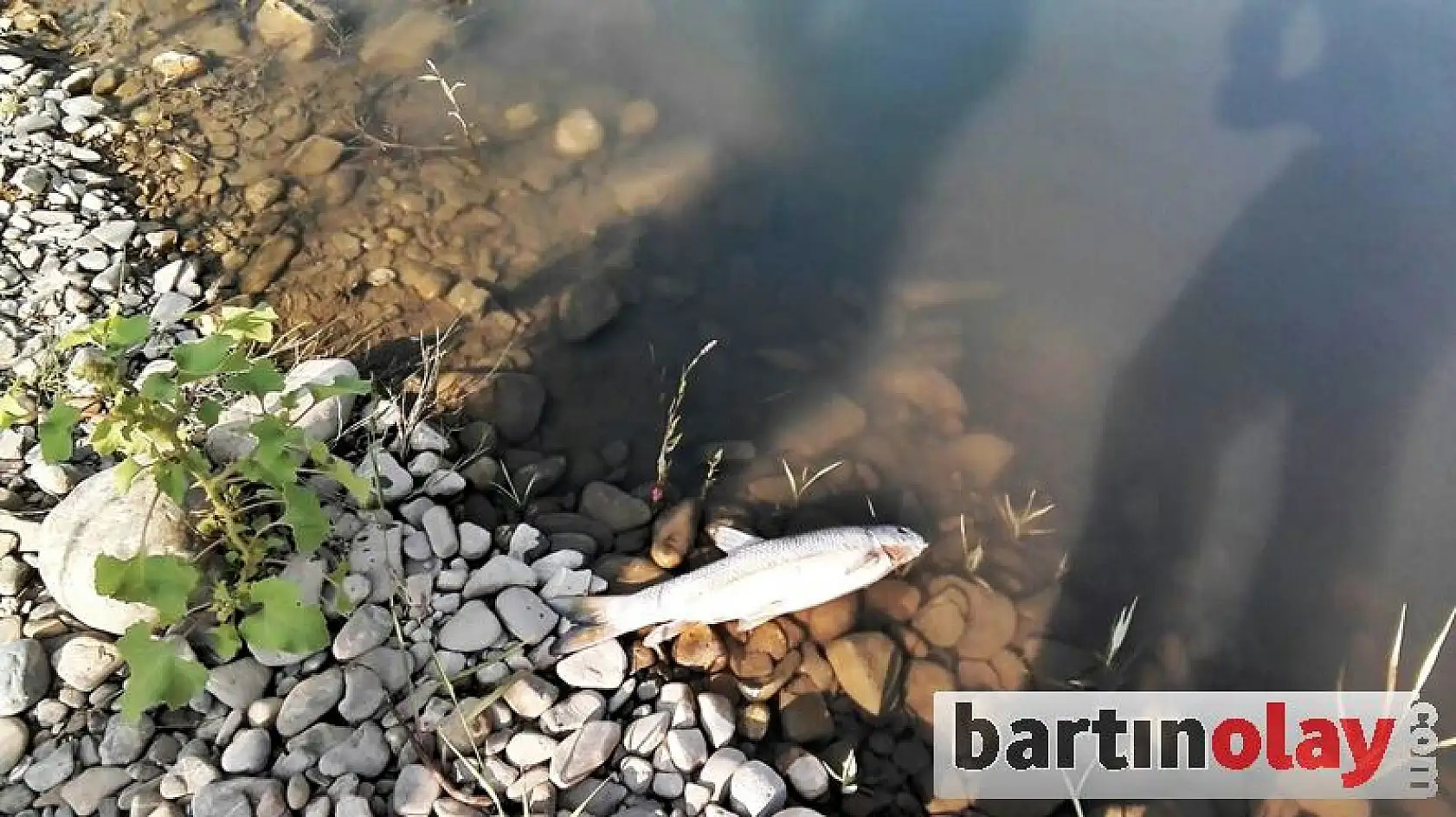 Irmakta balık ölümleri görüldü