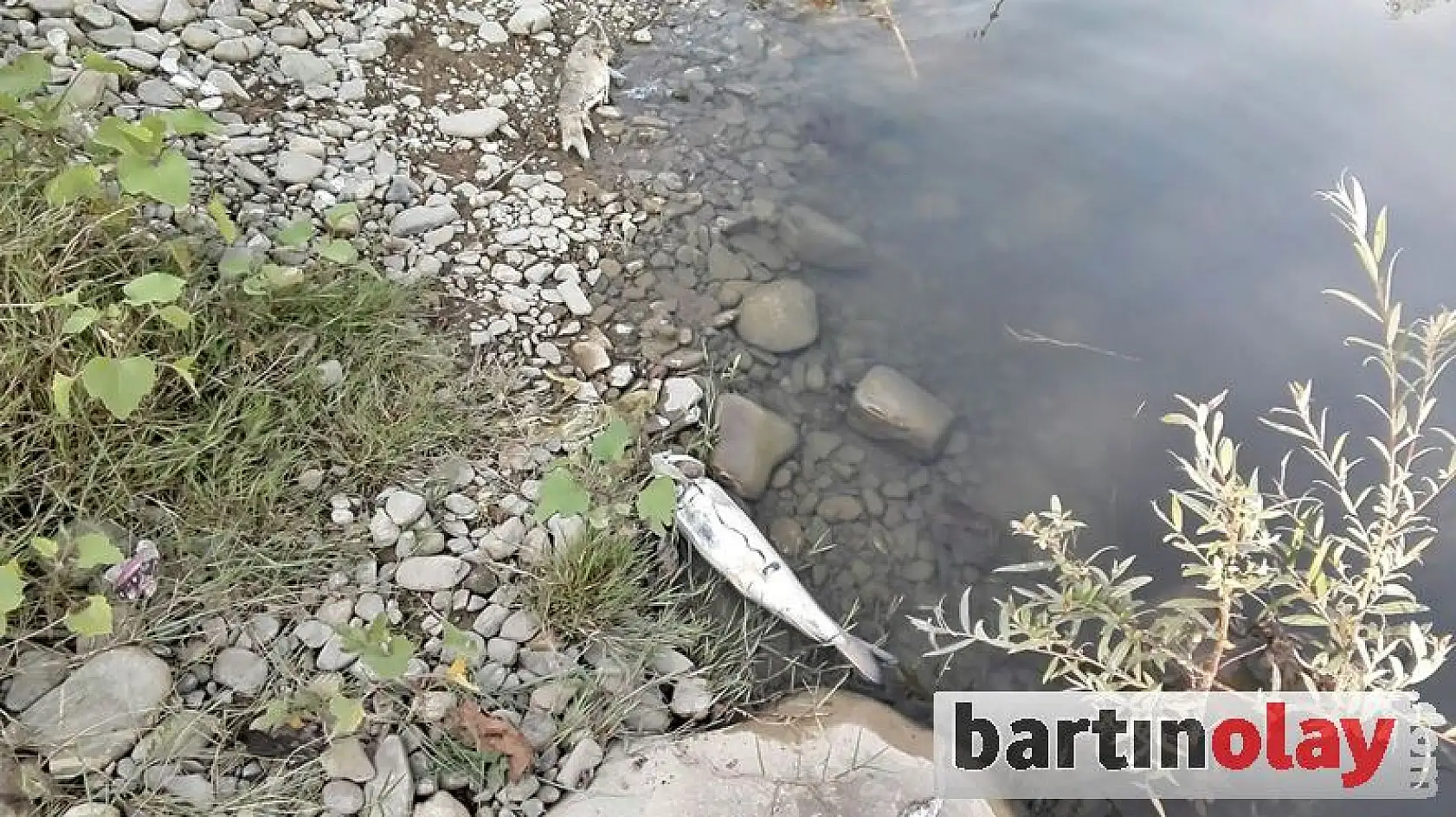 Irmakta balık ölümleri görüldü