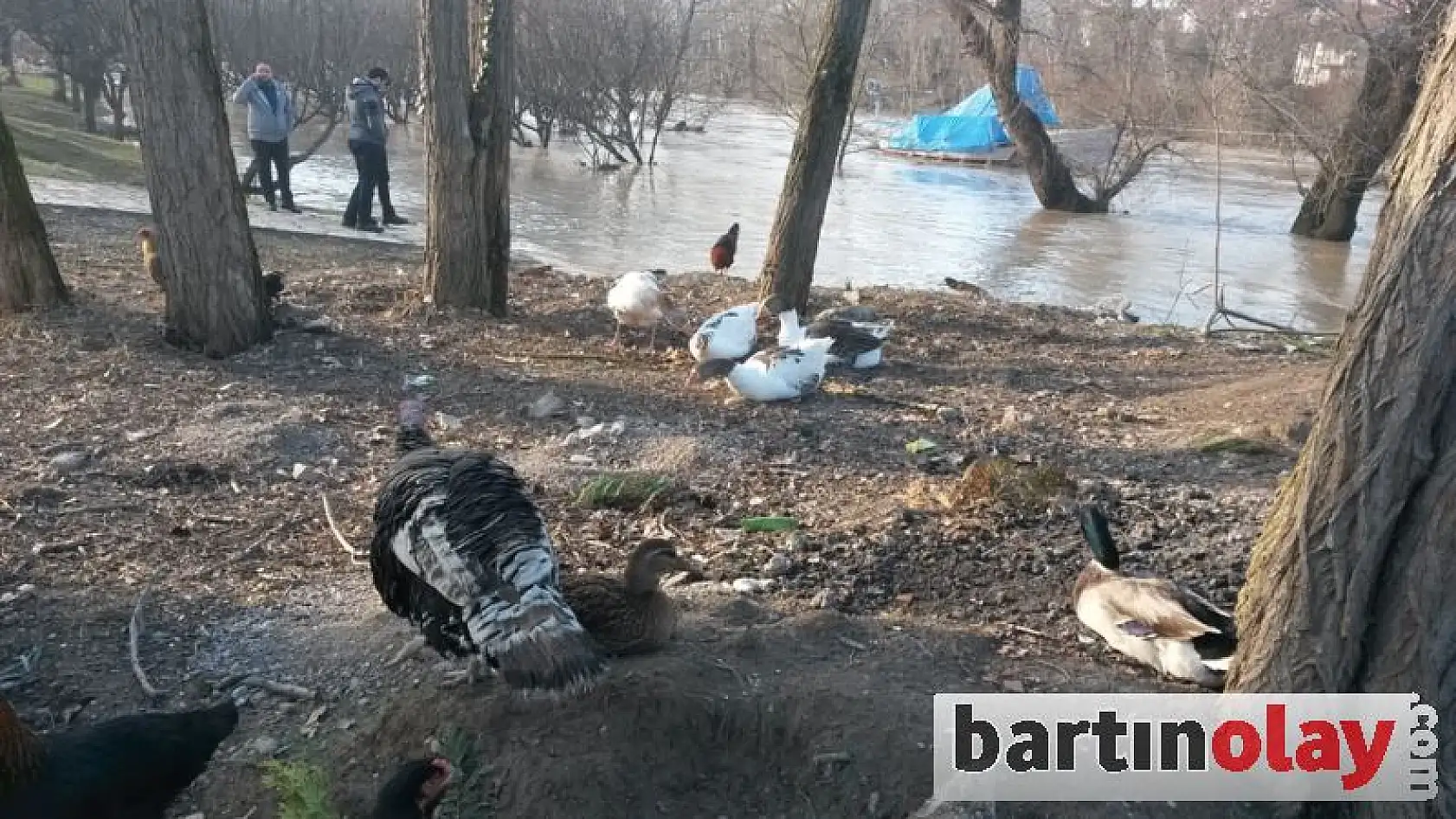 Bartın Irmağında taşkın görüntüleri 