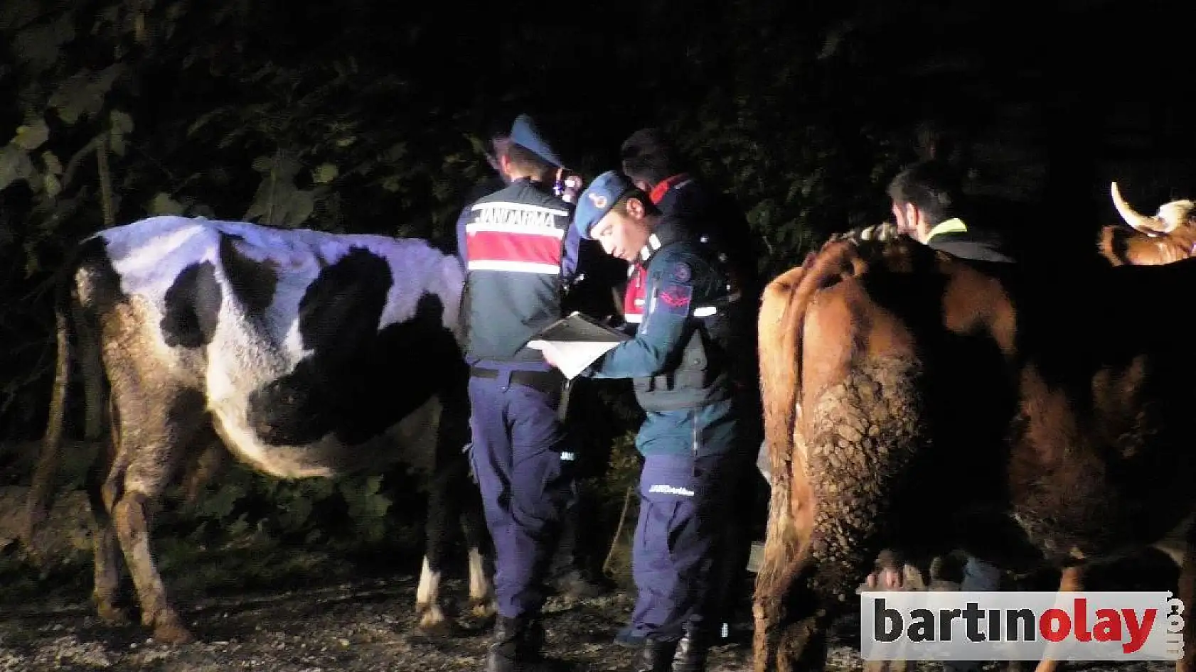 15 hayvan sahiplerine teslim edildi