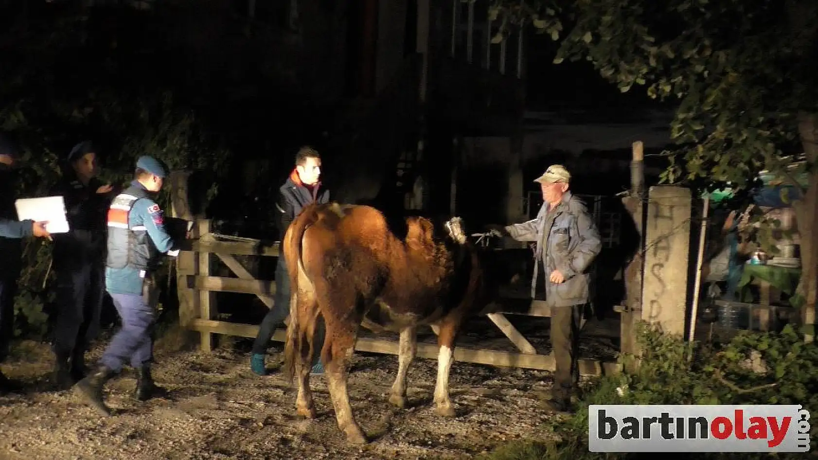 15 hayvan sahiplerine teslim edildi