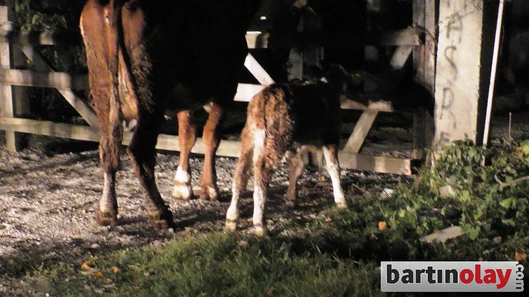 15 hayvan sahiplerine teslim edildi