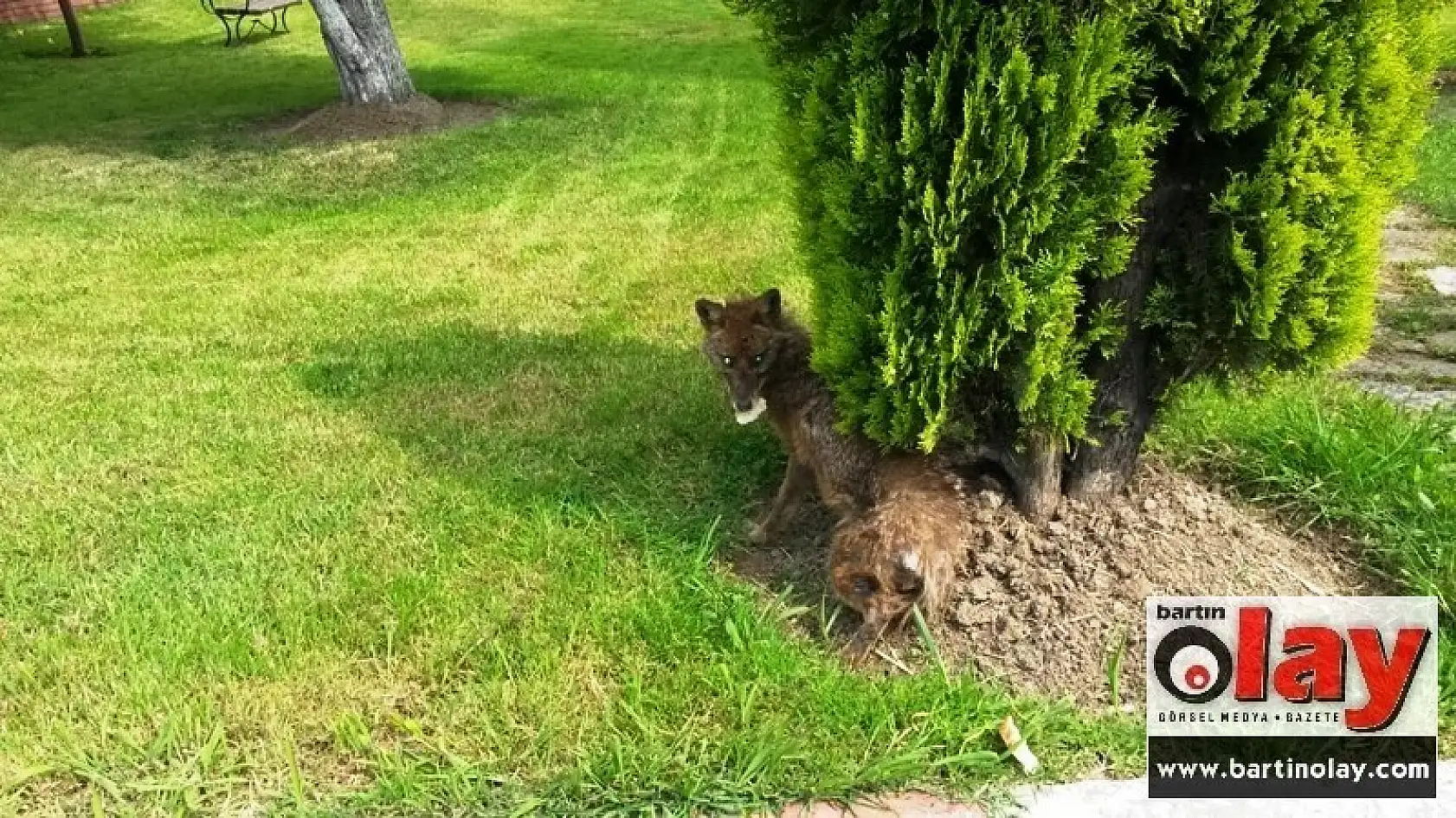 Yurt bahçesinde Tilki Operasyonu