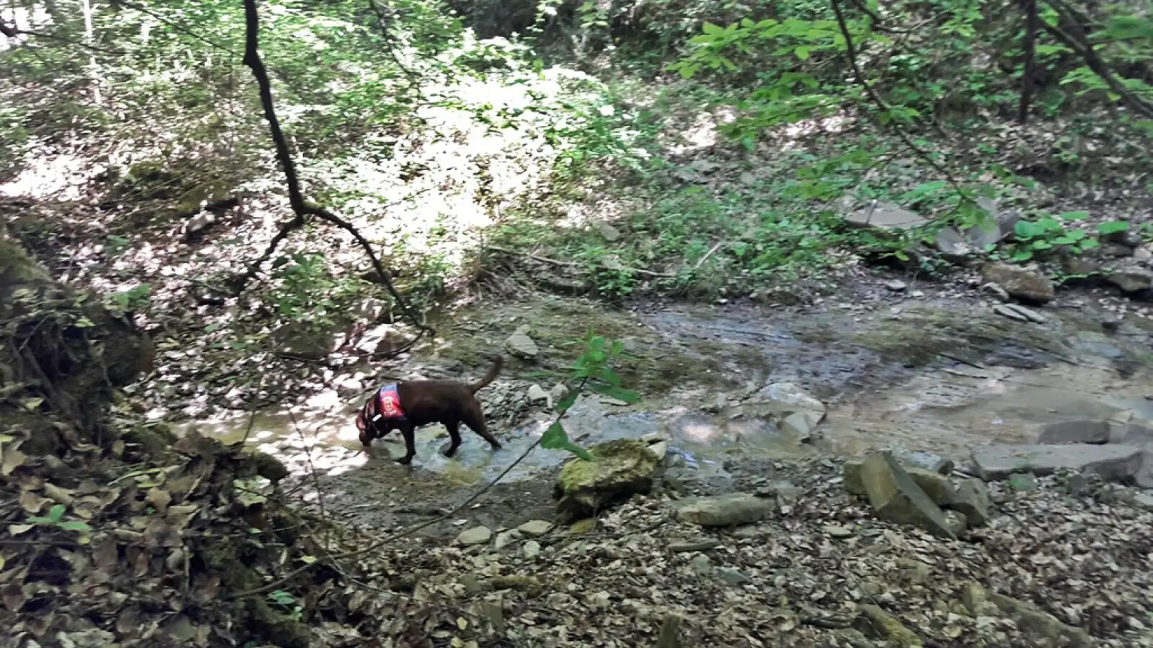 3 gündür kayıp olan yaşlı adam aranıyor