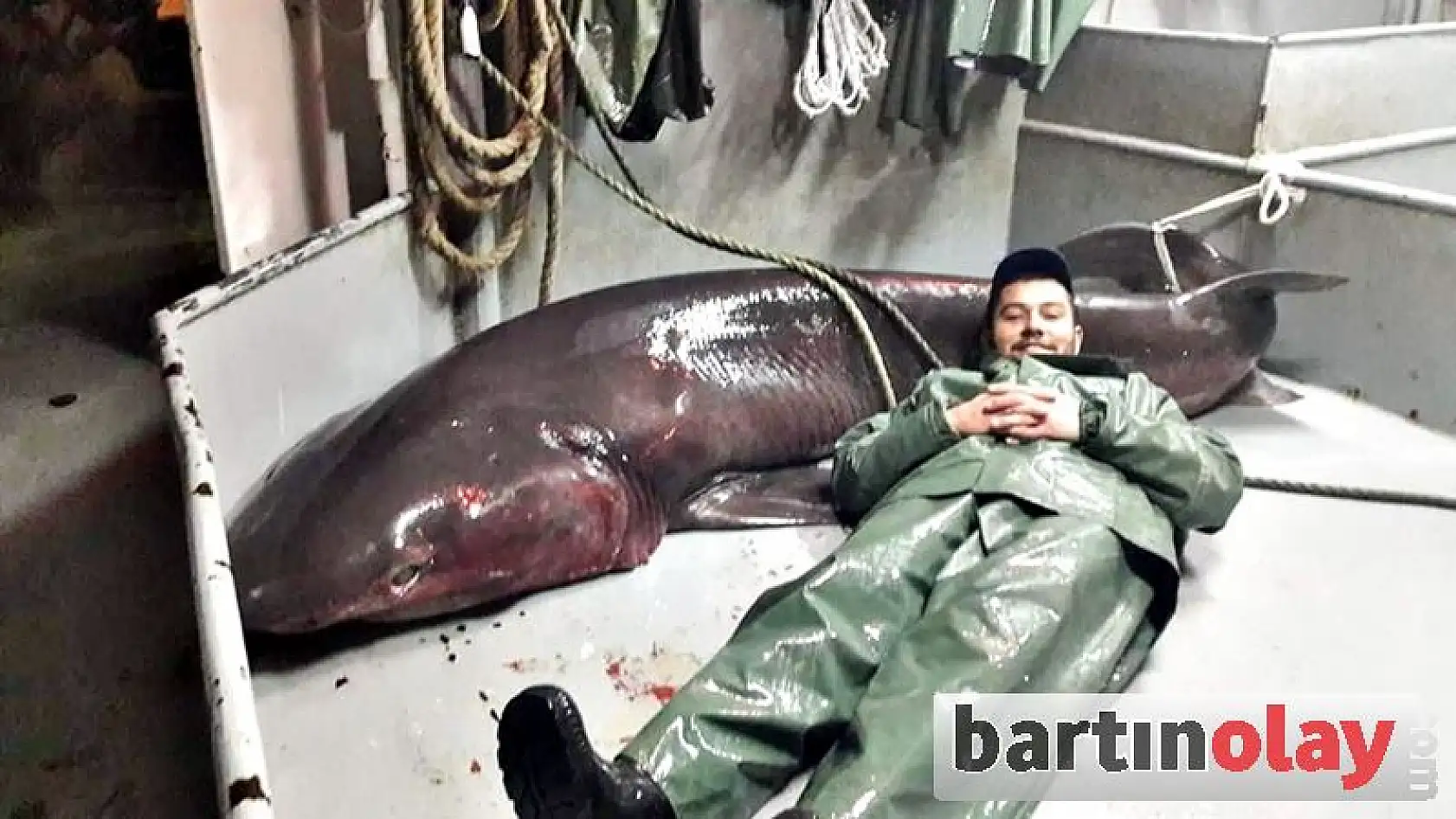 Çinekop ağına Köpekbalığı takıldı!