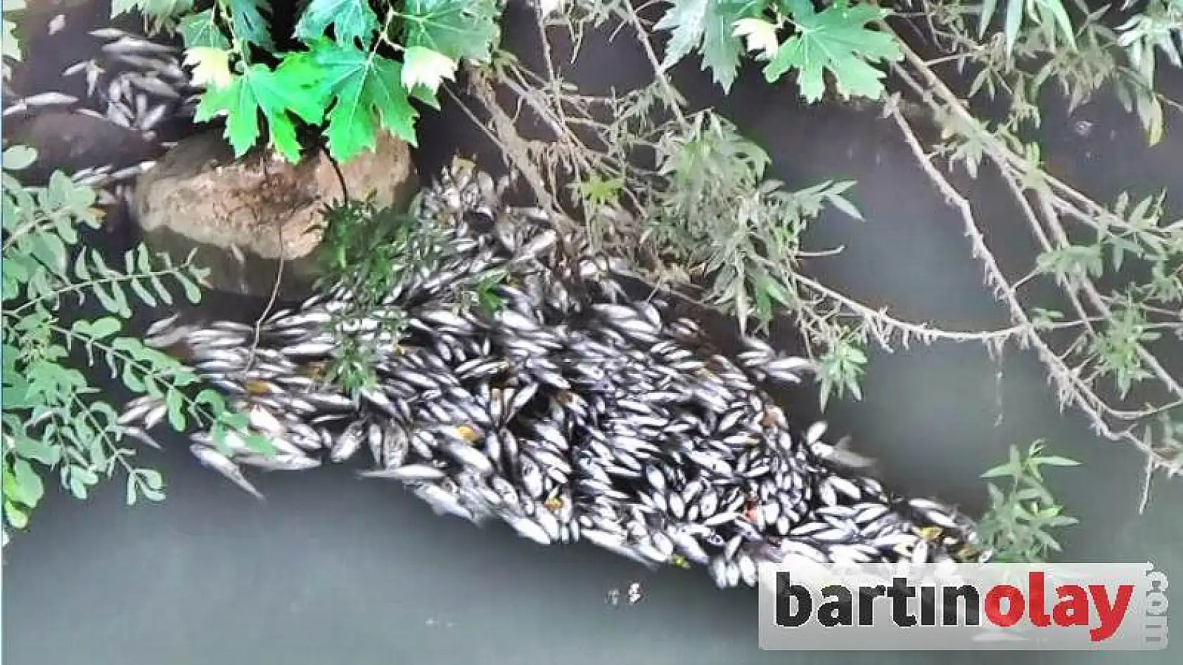 Bartın ırmağında toplu balık ölümleri