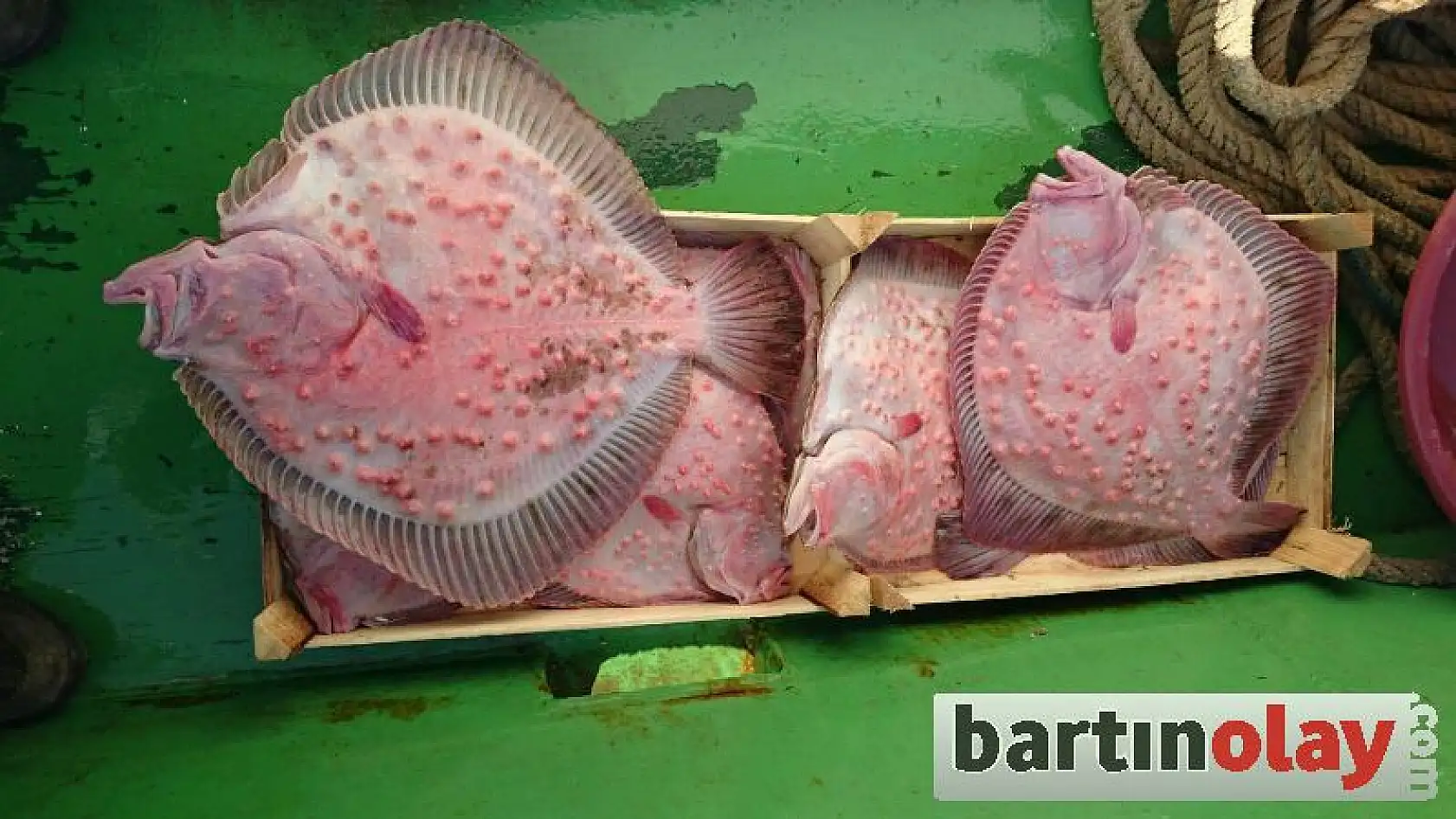 Amasra'da köpekbalığı yakalandı