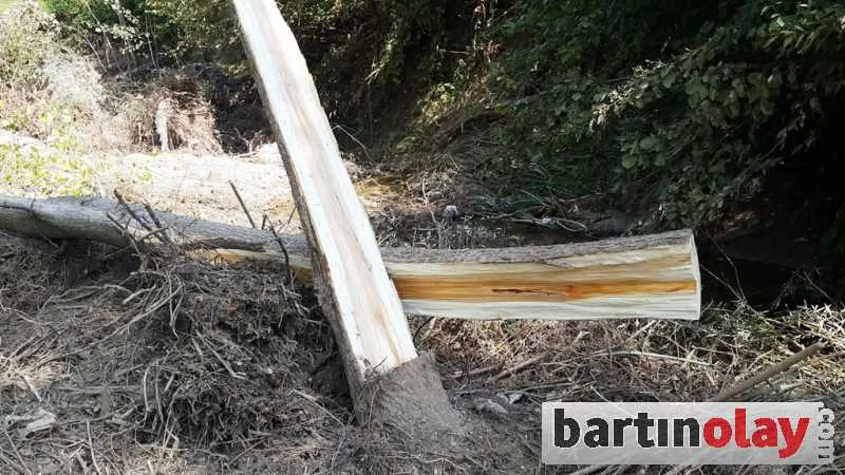 KESTİĞİ AĞAÇ ÜZERİNE DÜŞTÜ ÖLDÜ