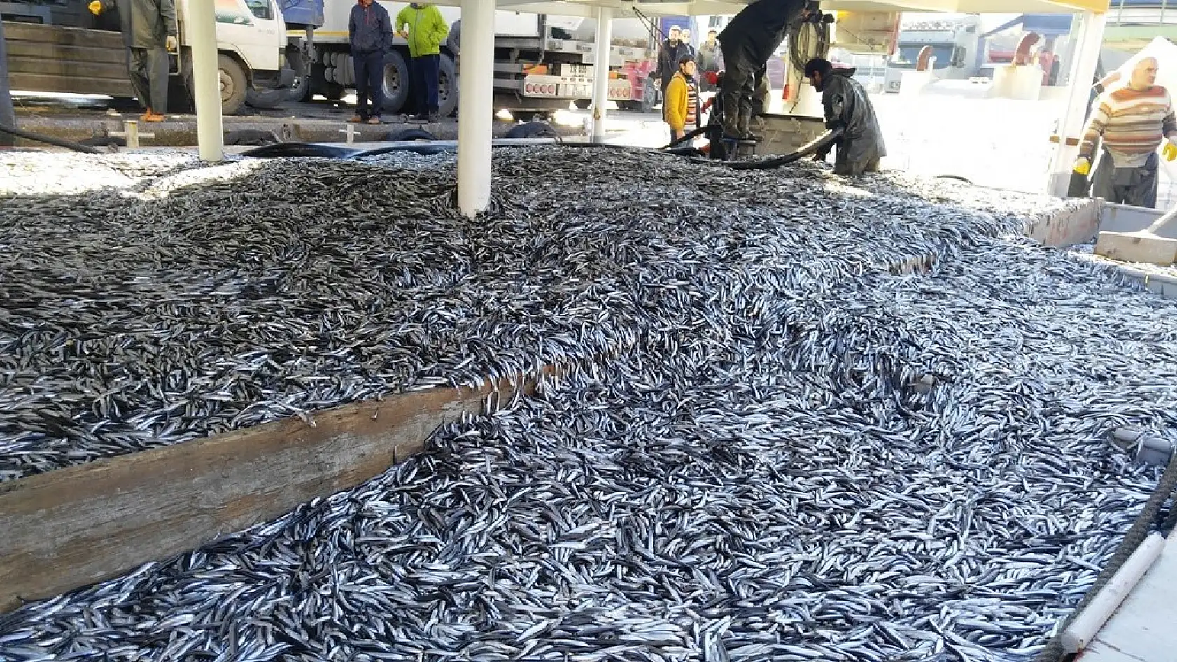 Amasrada tonlarca hamsi yakalandı
