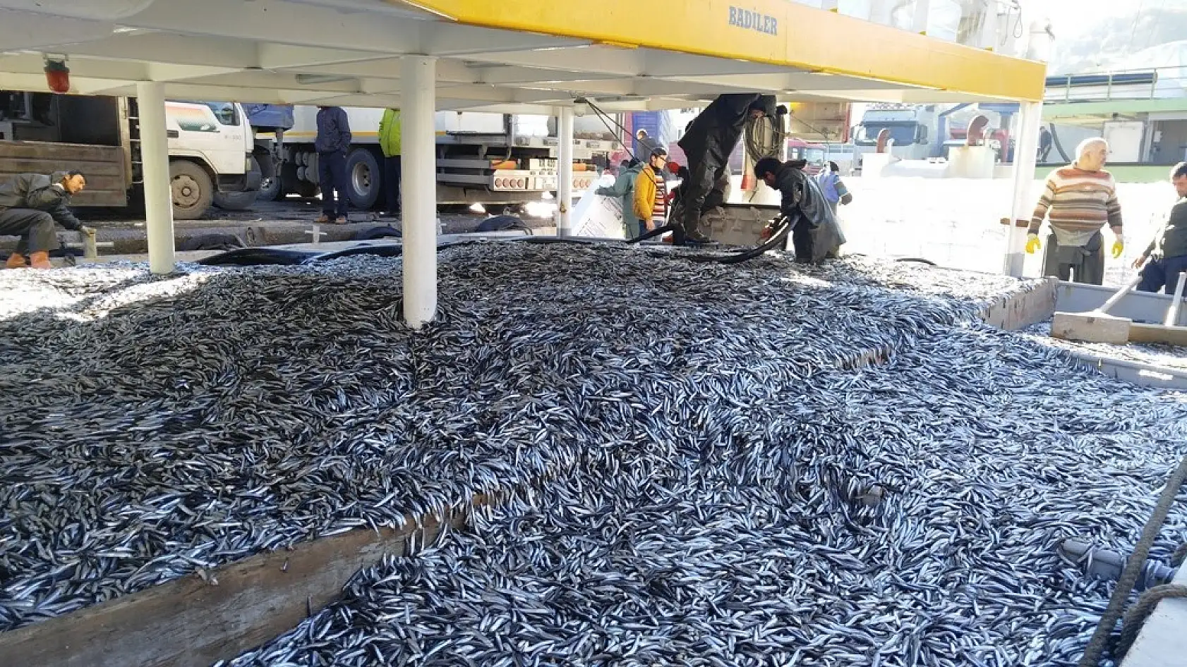 Amasrada tonlarca hamsi yakalandı