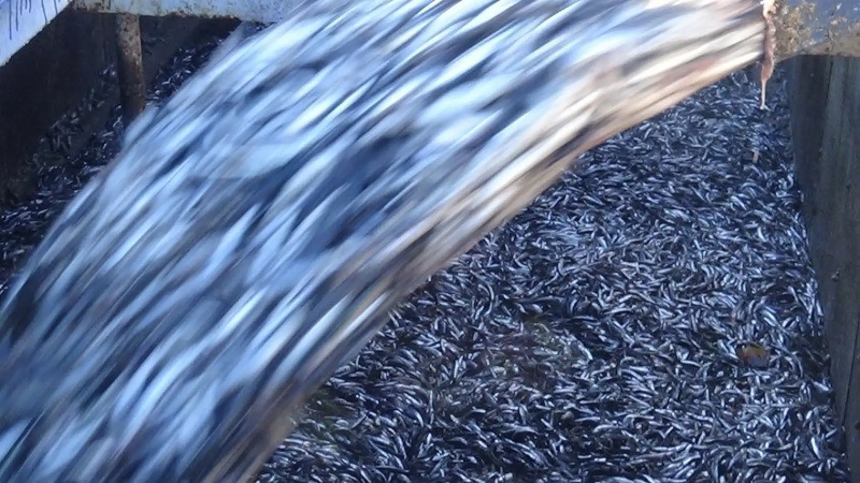 Amasrada tonlarca hamsi yakalandı