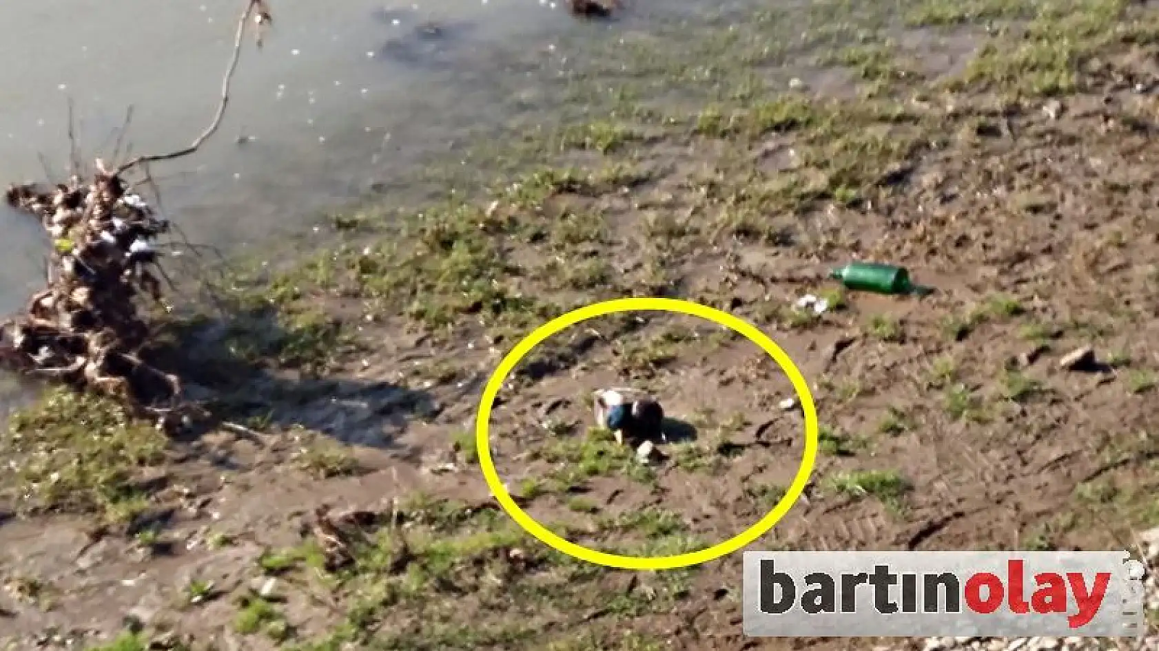 Vurduğu ördeği almak isterken ırmakta kayboldu