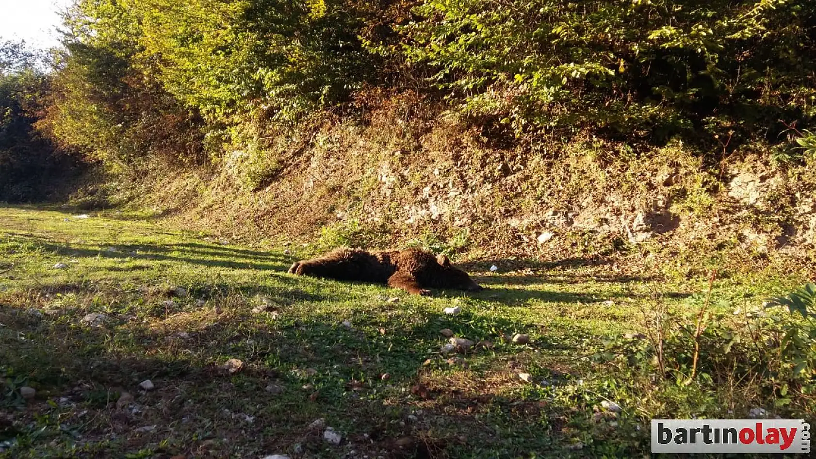 Derede bitkin halde bulunan ayı kurtarıldı