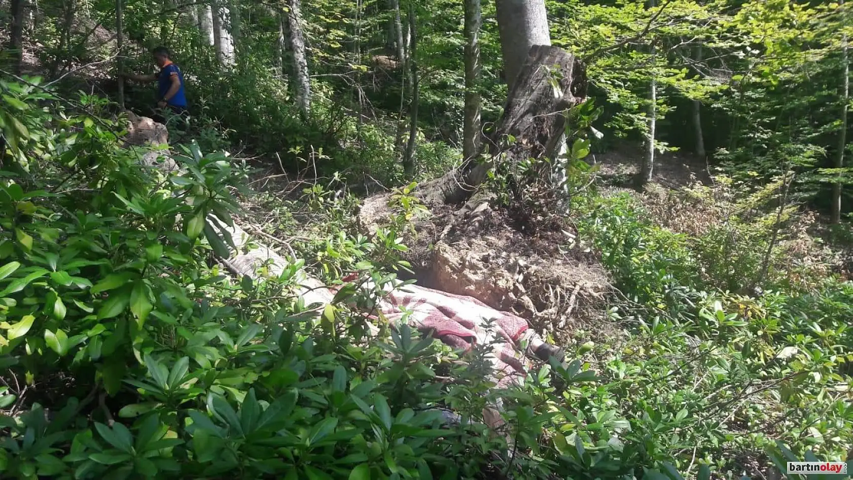 Devrilen ağacın altında can verdi