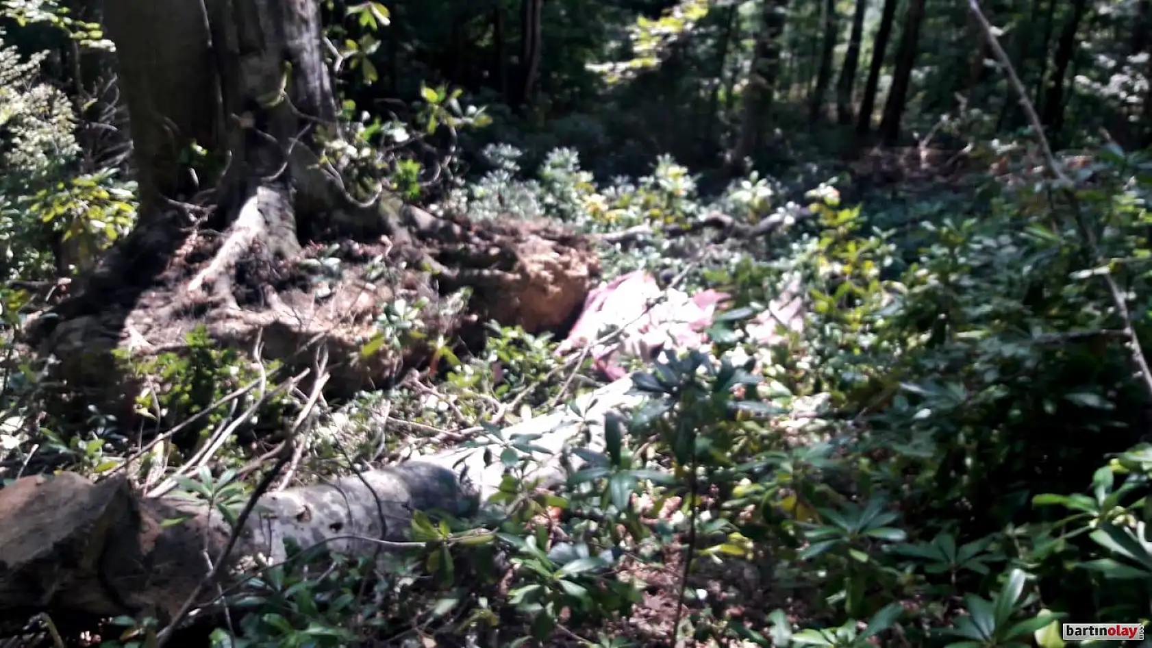 Devrilen ağacın altında can verdi