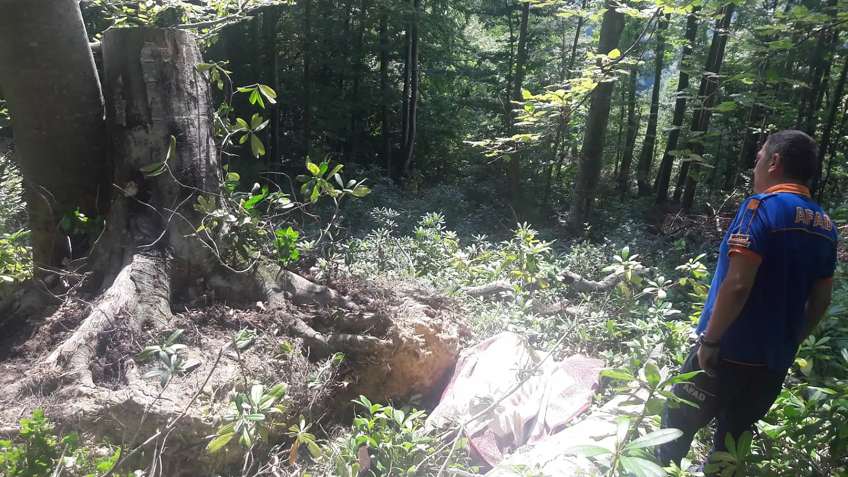 Devrilen ağacın altında can verdi