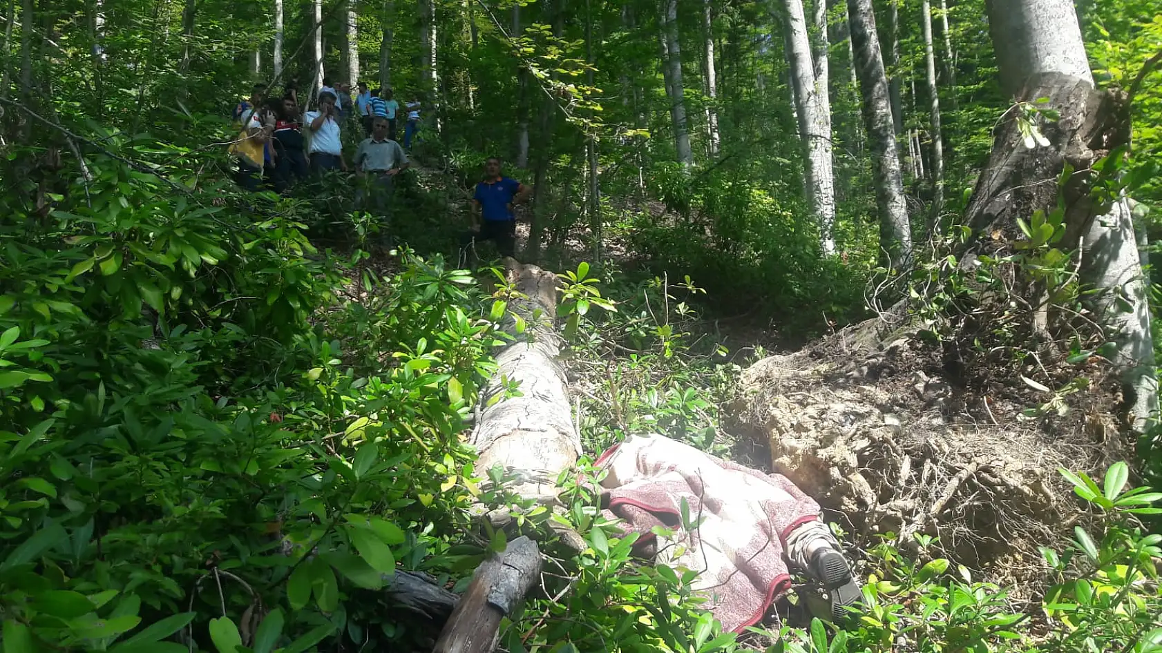 Devrilen ağacın altında can verdi