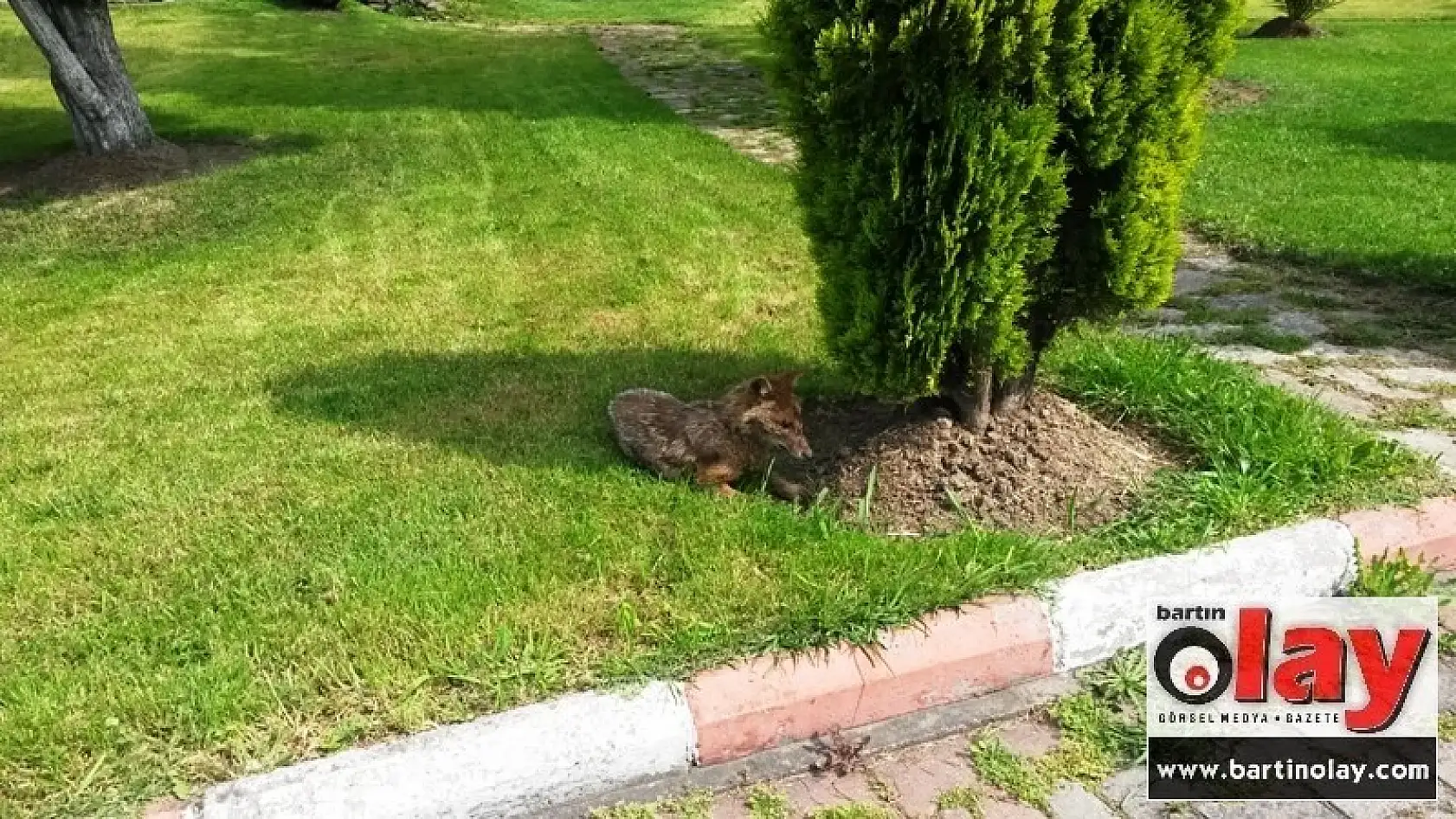 Yurt bahçesinde Tilki Operasyonu
