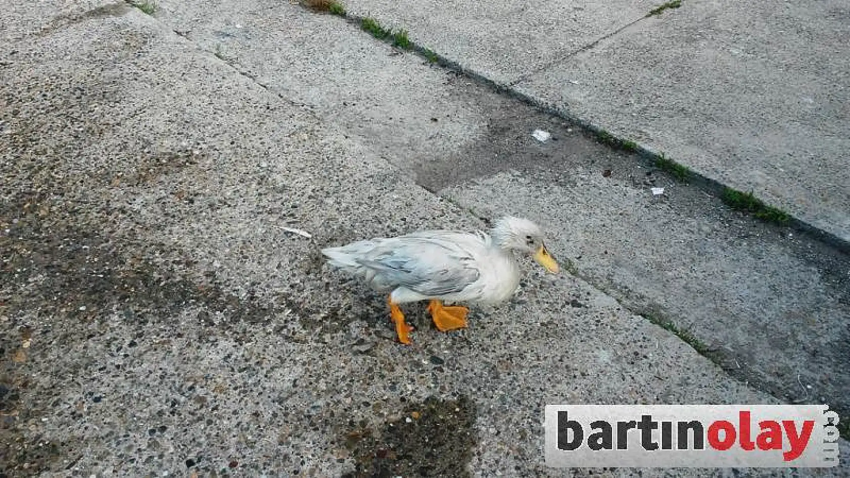 Ördek İle Dostluğu Görenleri Şaşırtıyor