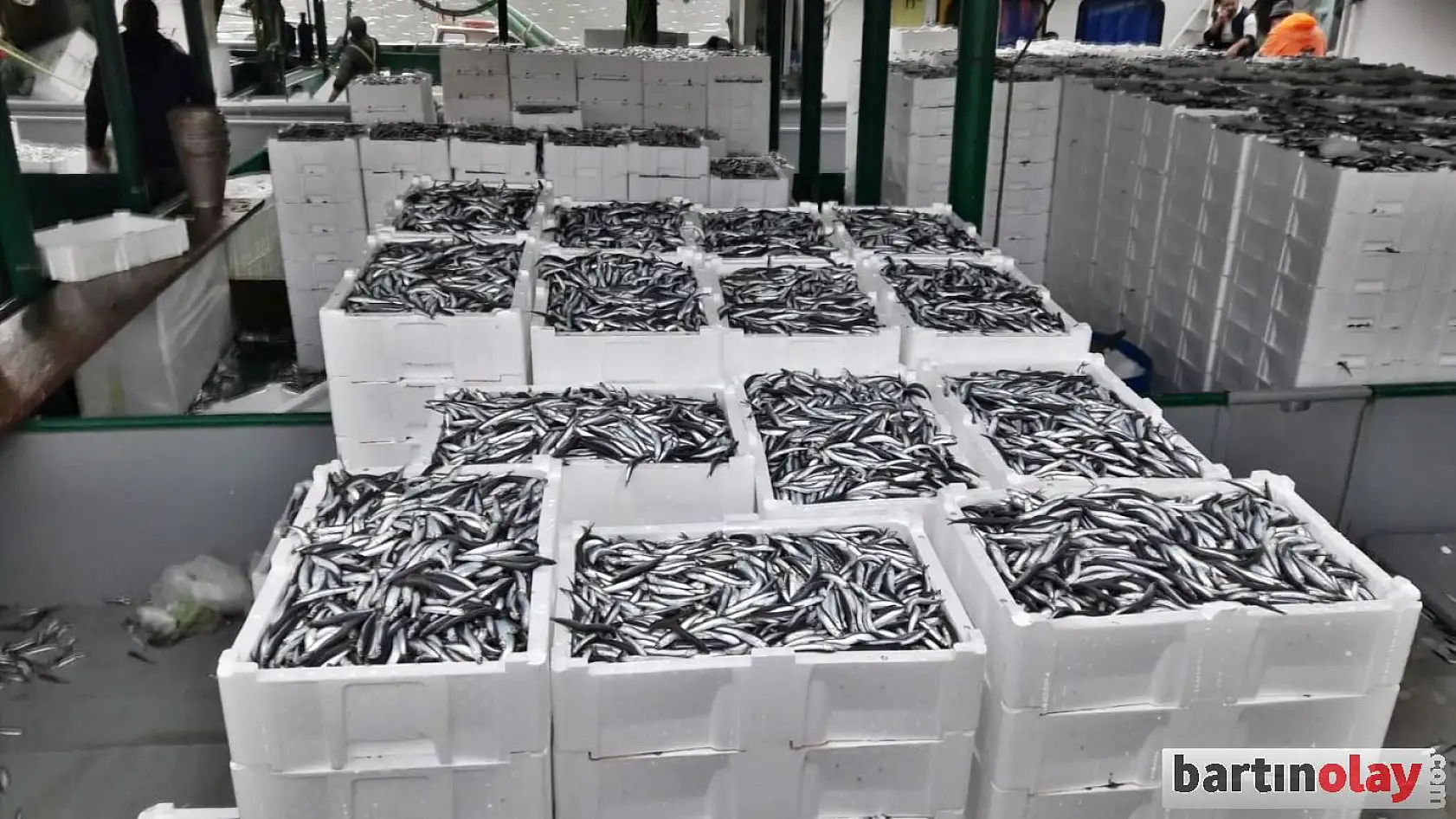 Fırtınanın ardından hamsi bereketi