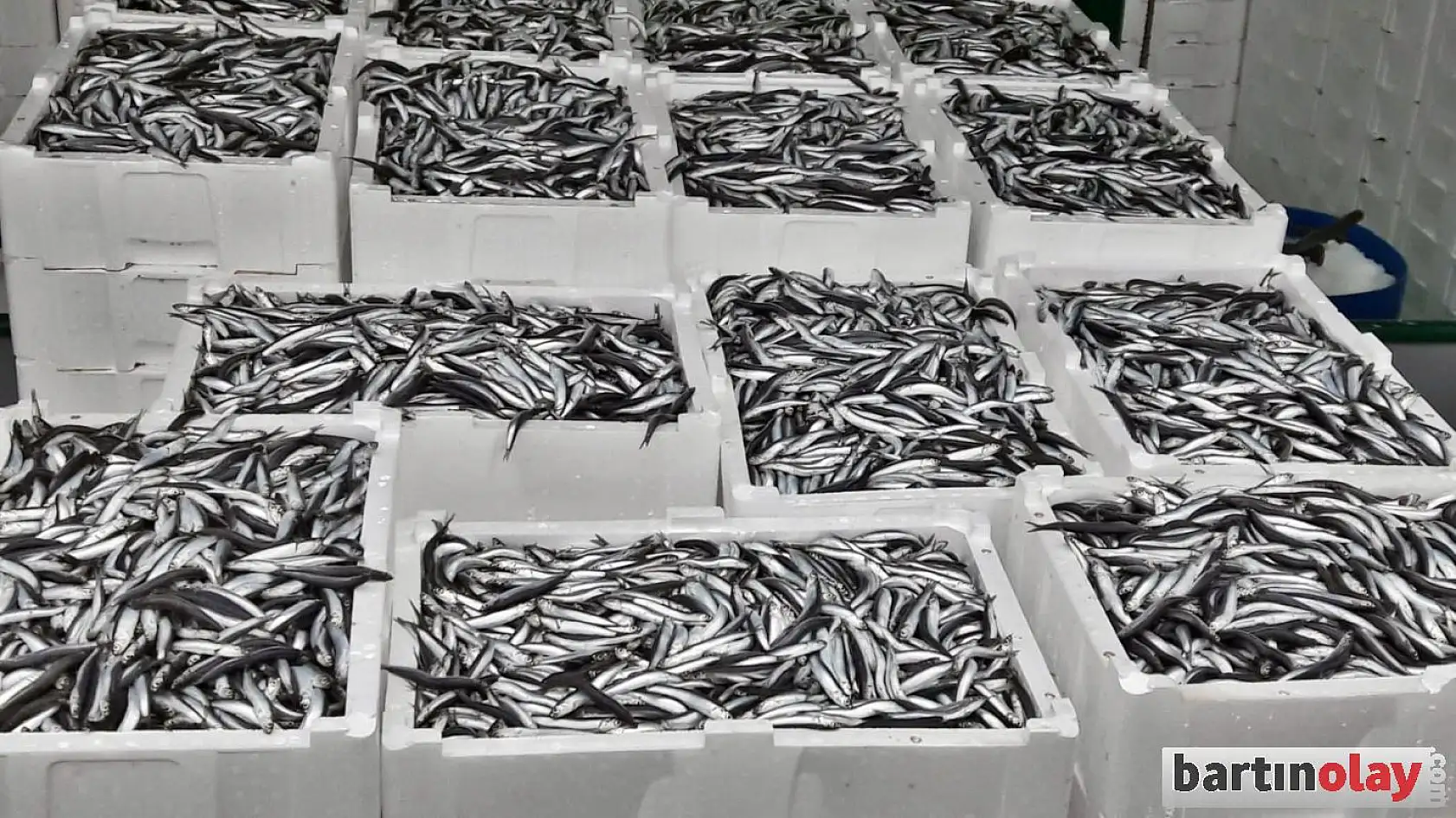 Fırtınanın ardından hamsi bereketi