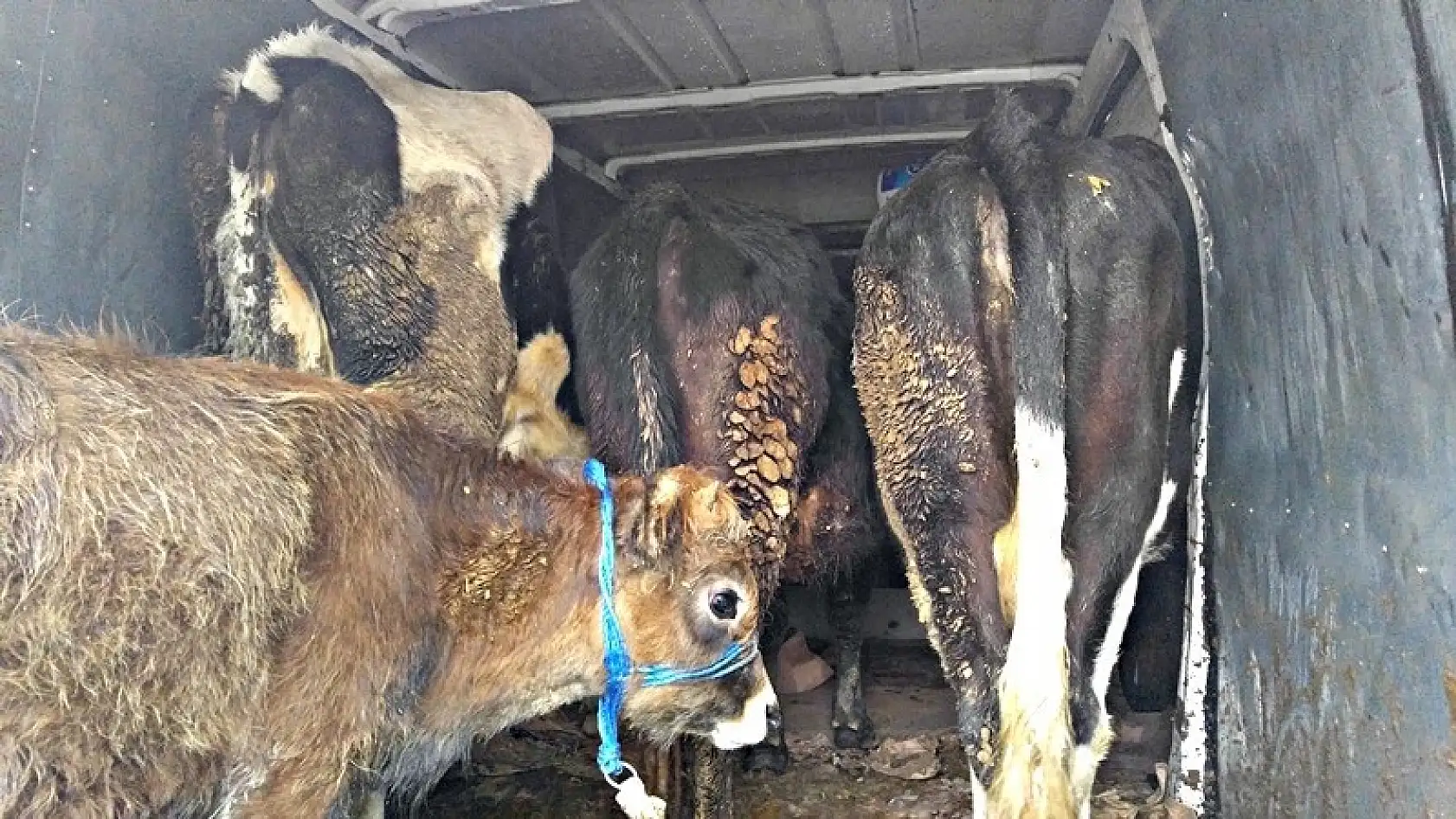 Hayvan hırsızları suçüstü yakalandı