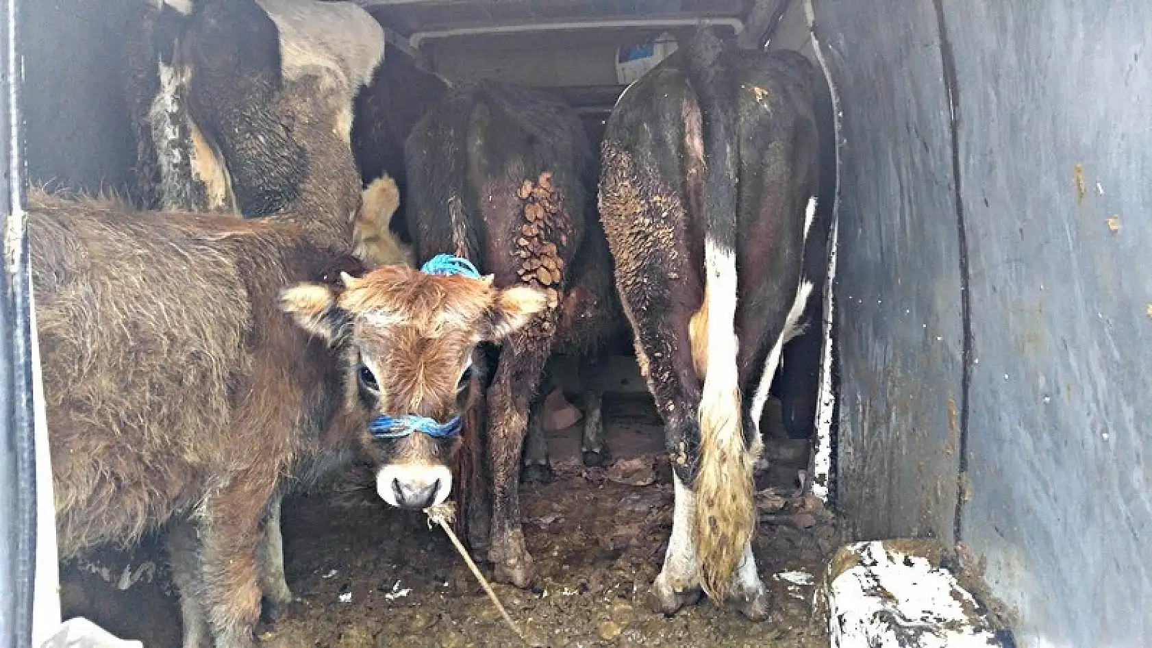 Hayvan hırsızları suçüstü yakalandı