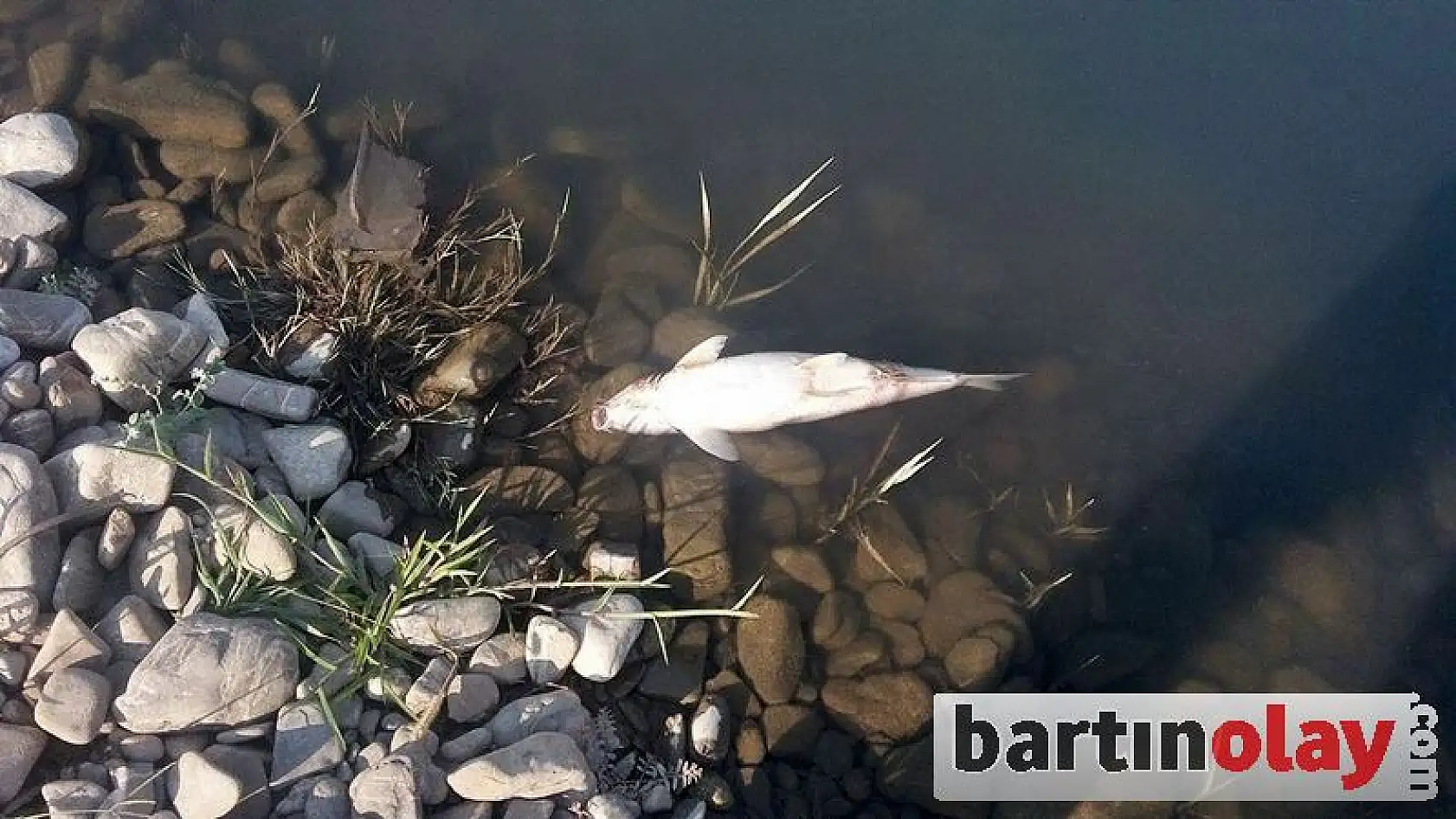 Irmakta balık ölümleri görüldü