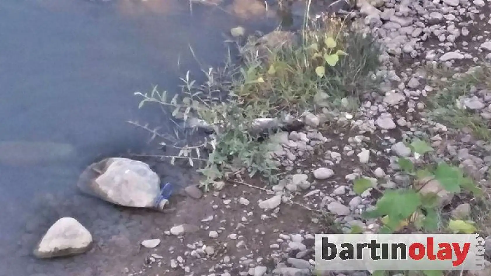 Irmakta balık ölümleri görüldü