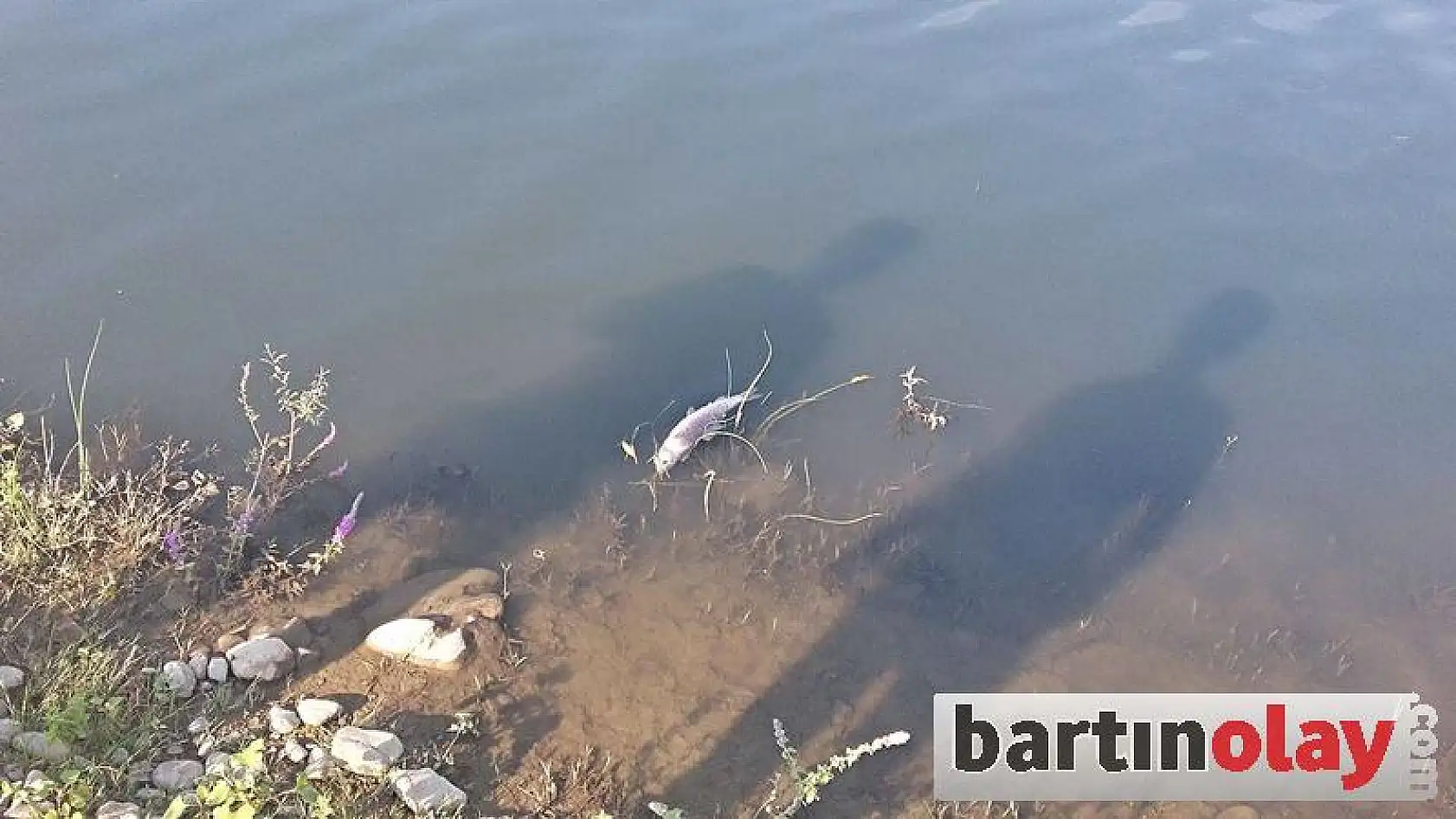 Irmakta balık ölümleri görüldü