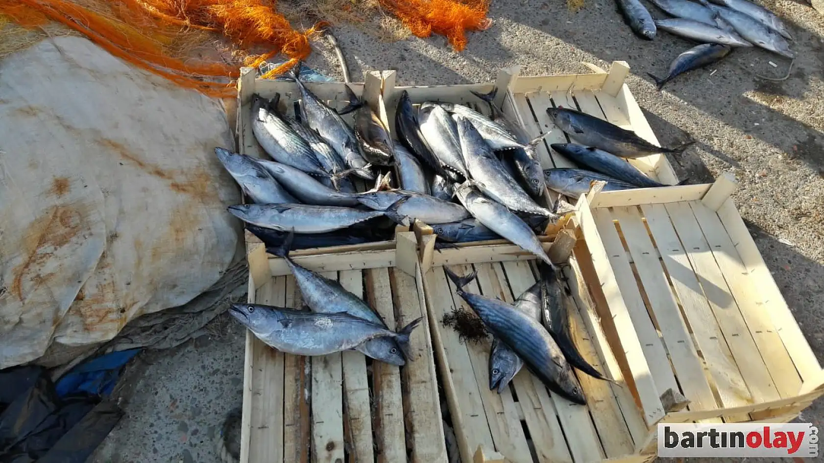 Kasalar palamut ile doldu