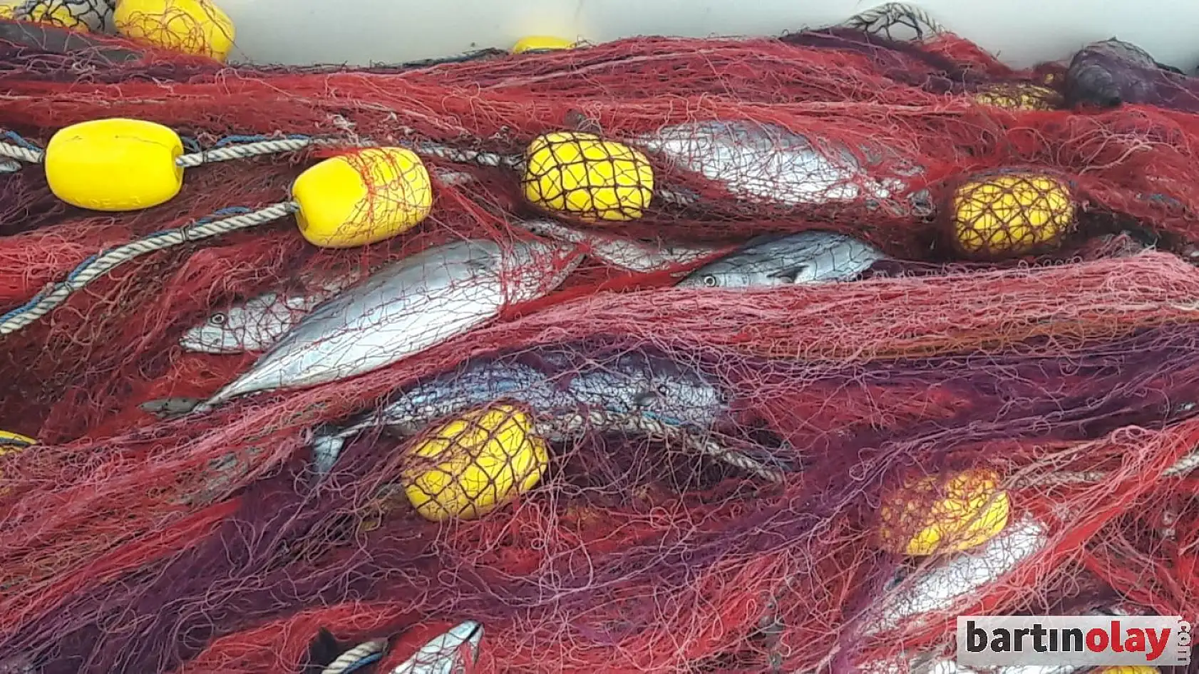 Kasalar palamut ile doldu