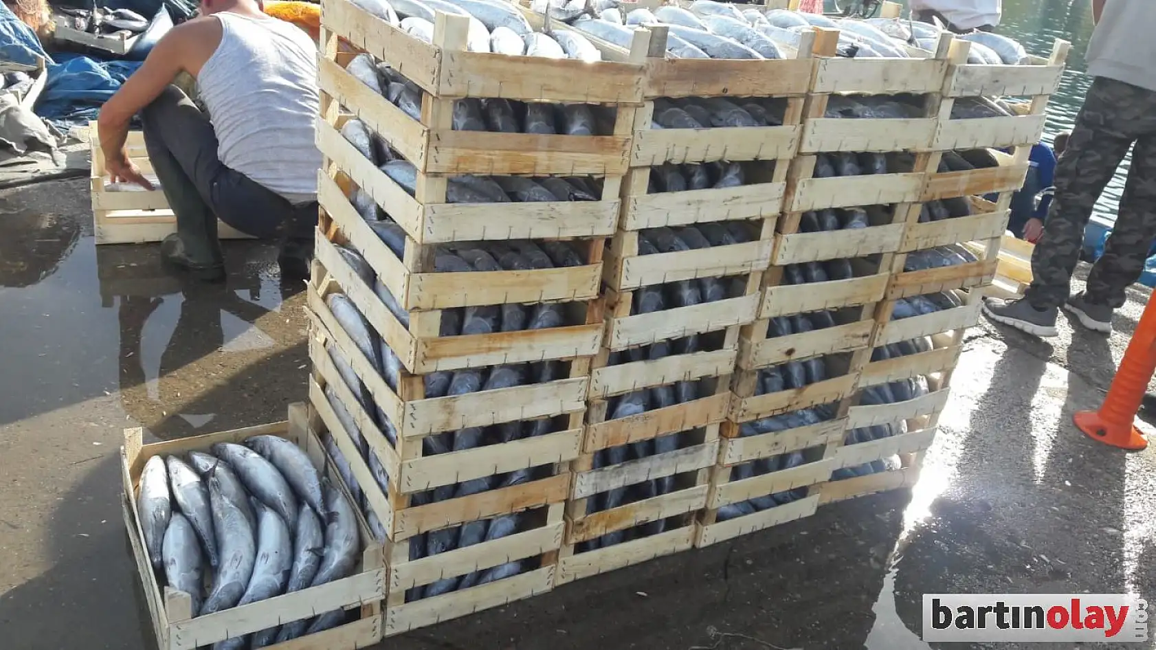 Kasalar palamut ile doldu